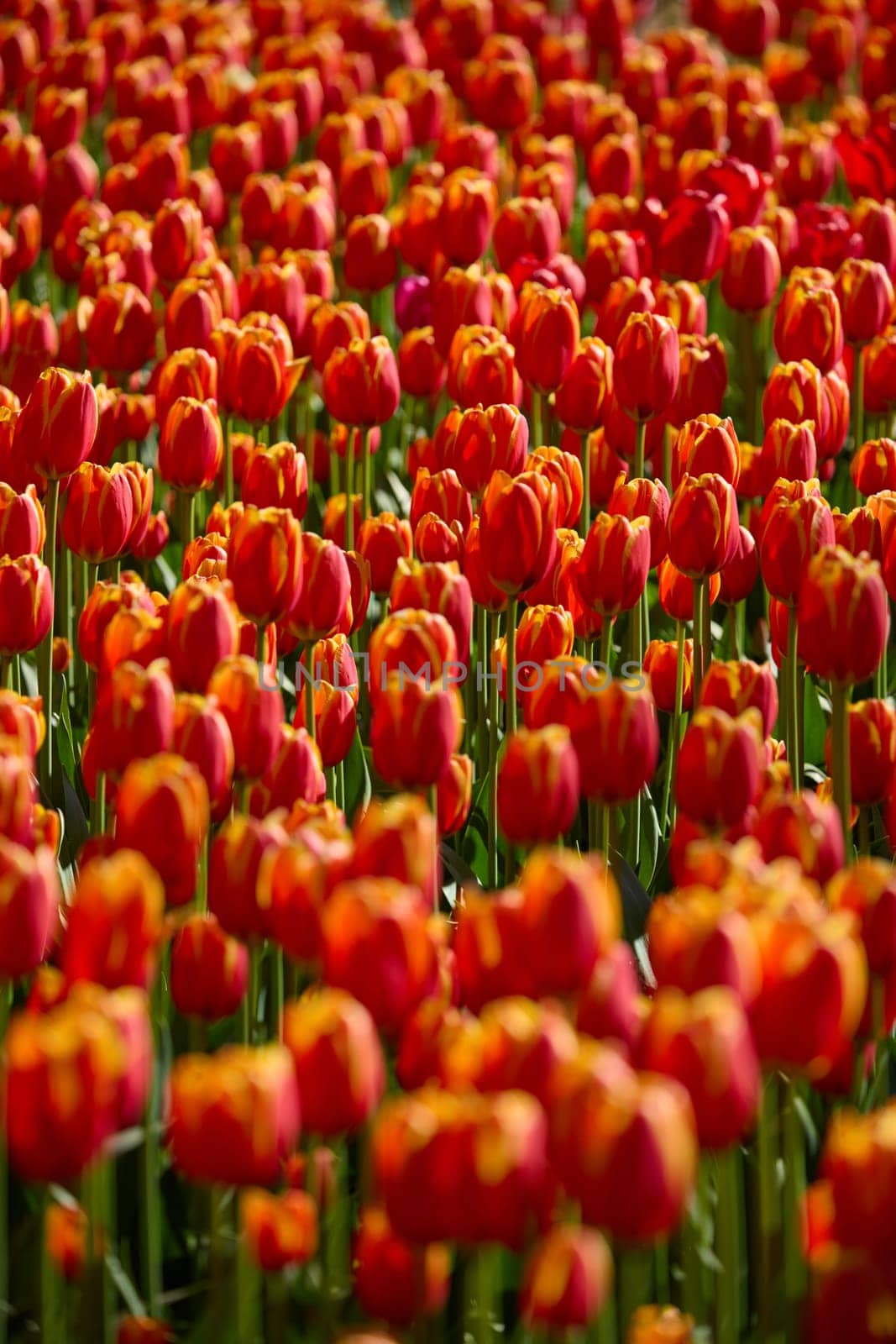An idyllic garden scene showcasing bright red tulips illuminated by warm sunlight in St.Petersburg, Russia, conveying vibrancy, freshness, and natural beauty in a serene outdoor setting. High quality photo