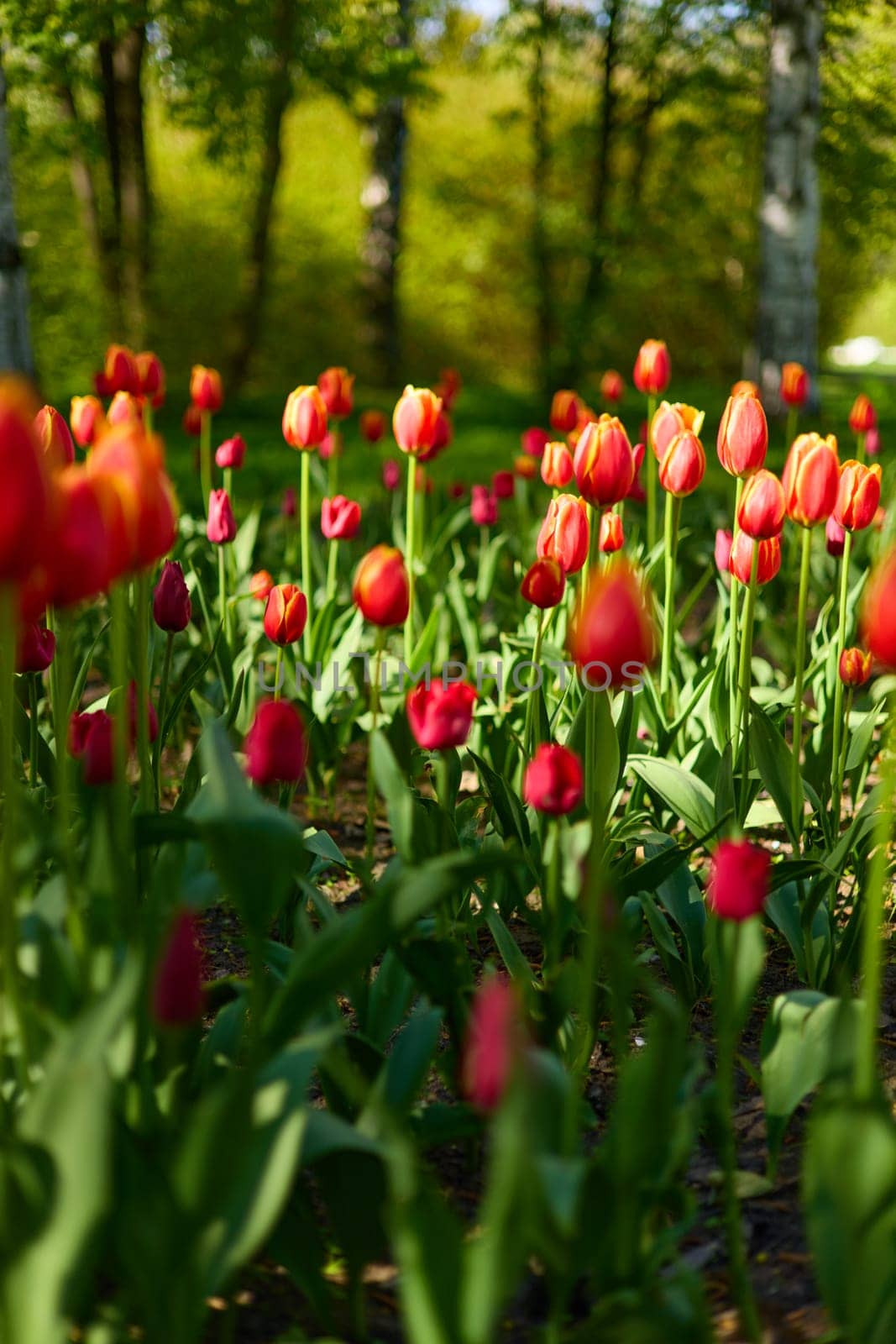 An idyllic garden scene showcasing bright red tulips illuminated by warm sunlight in St.Petersburg, Russia, conveying vibrancy, freshness, and natural beauty in a serene outdoor setting. High quality photo