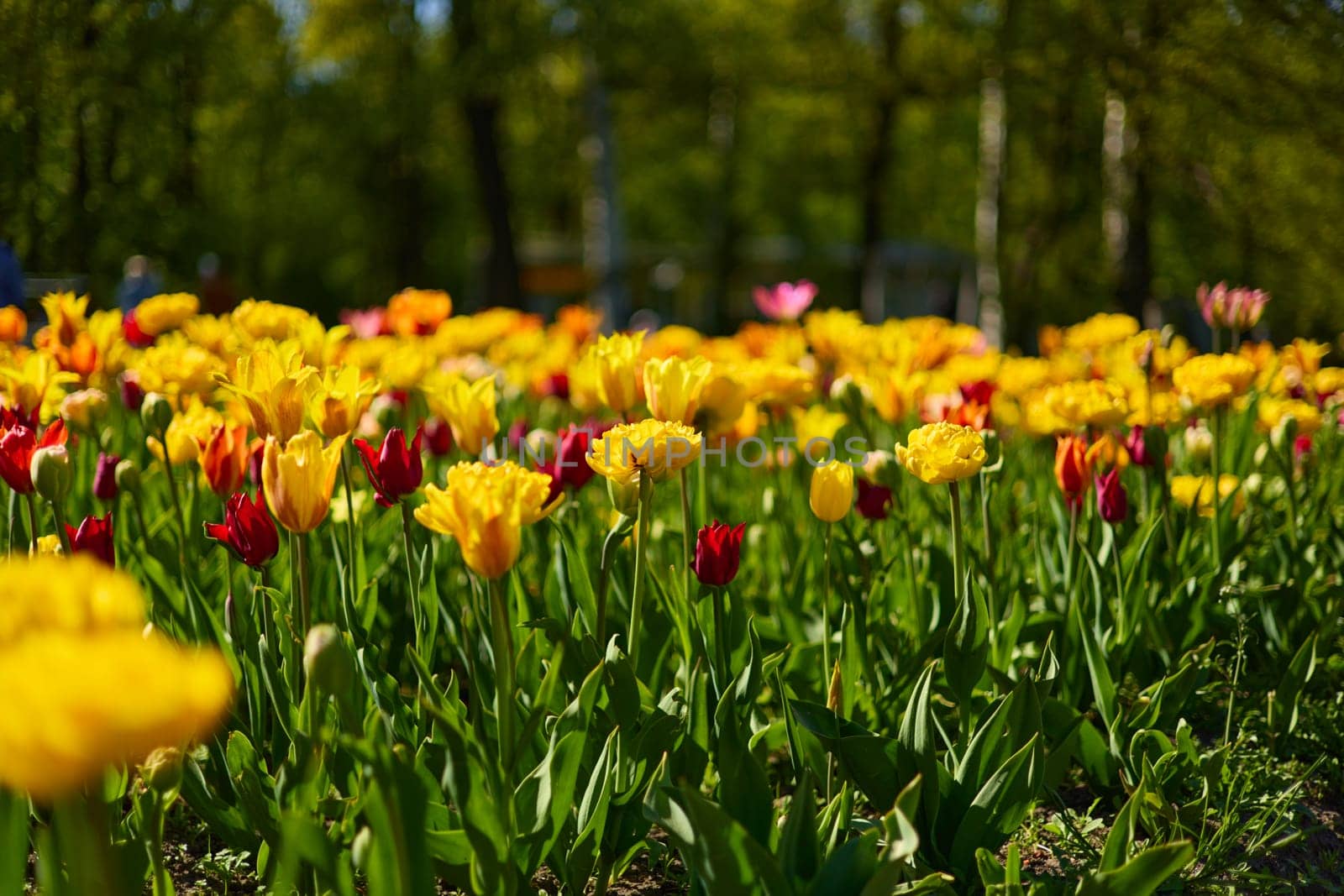 An idyllic garden scene showcasing bright yellow tulips illuminated by warm sunlight in St.Petersburg, Russia, conveying vibrancy, freshness, and natural beauty in a serene outdoor setting. High quality photo
