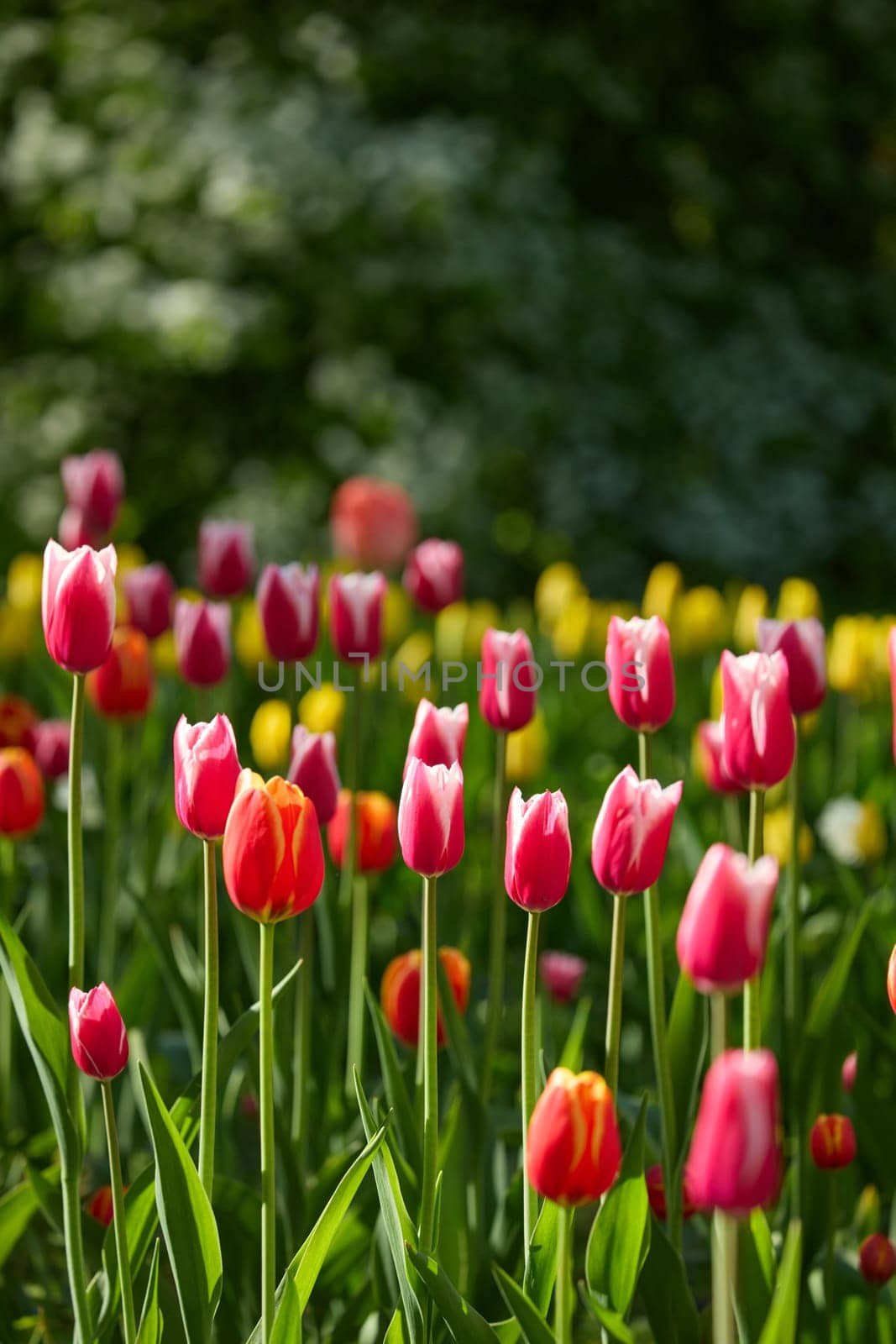 An idyllic garden scene showcasing bright red tulips illuminated by warm sunlight in St.Petersburg, Russia, conveying vibrancy, freshness, and natural beauty in a serene outdoor setting. High quality photo