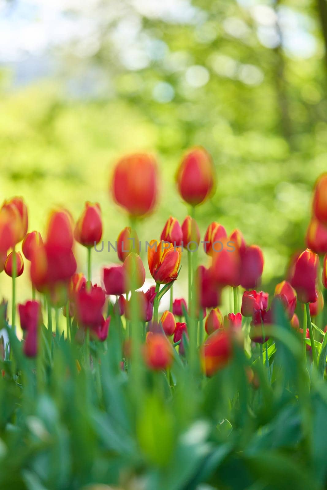 An idyllic garden scene showcasing bright red tulips illuminated by warm sunlight in St.Petersburg, Russia, conveying vibrancy, freshness, and natural beauty in a serene outdoor setting. High quality photo