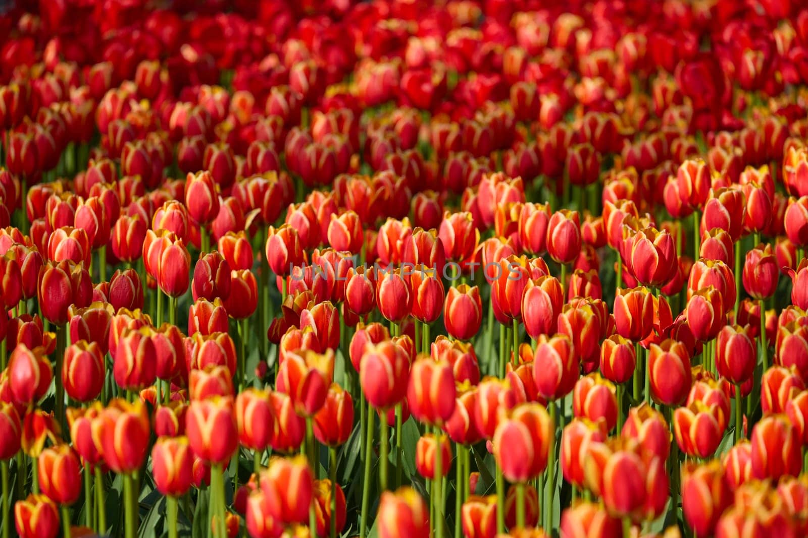 An idyllic garden scene showcasing bright red tulips illuminated by warm sunlight in St.Petersburg, Russia, conveying vibrancy, freshness, and natural beauty in a serene outdoor setting. High quality photo