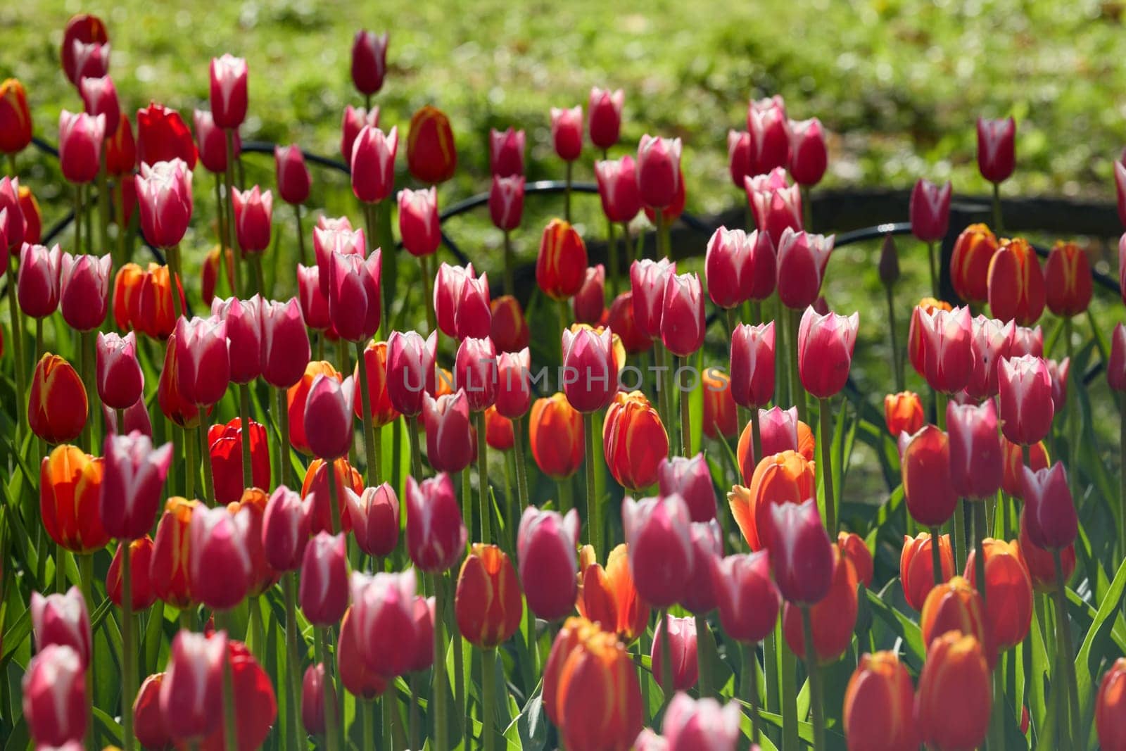 An idyllic garden scene showcasing bright red tulips illuminated by warm sunlight in St.Petersburg, Russia, conveying vibrancy, freshness, and natural beauty in a serene outdoor setting. High quality photo