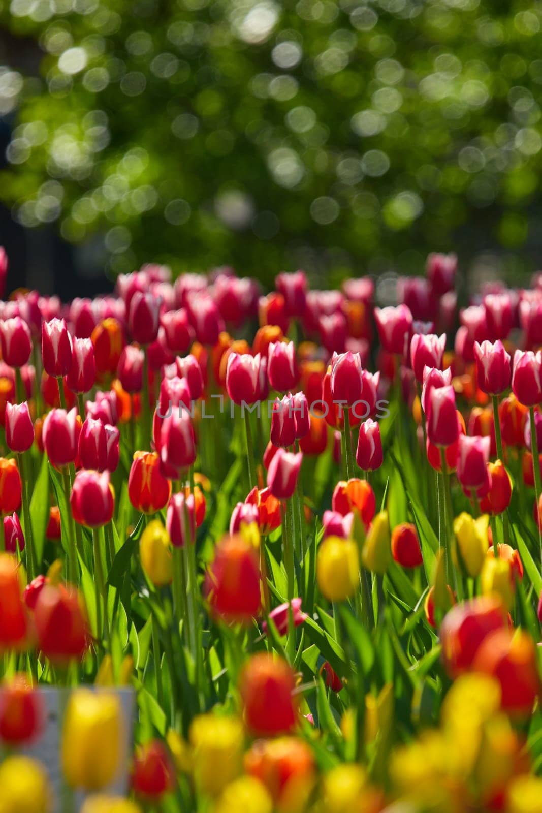 An idyllic garden scene showcasing bright red tulips illuminated by warm sunlight in St.Petersburg, Russia, conveying vibrancy, freshness, and natural beauty in a serene outdoor setting. High quality photo