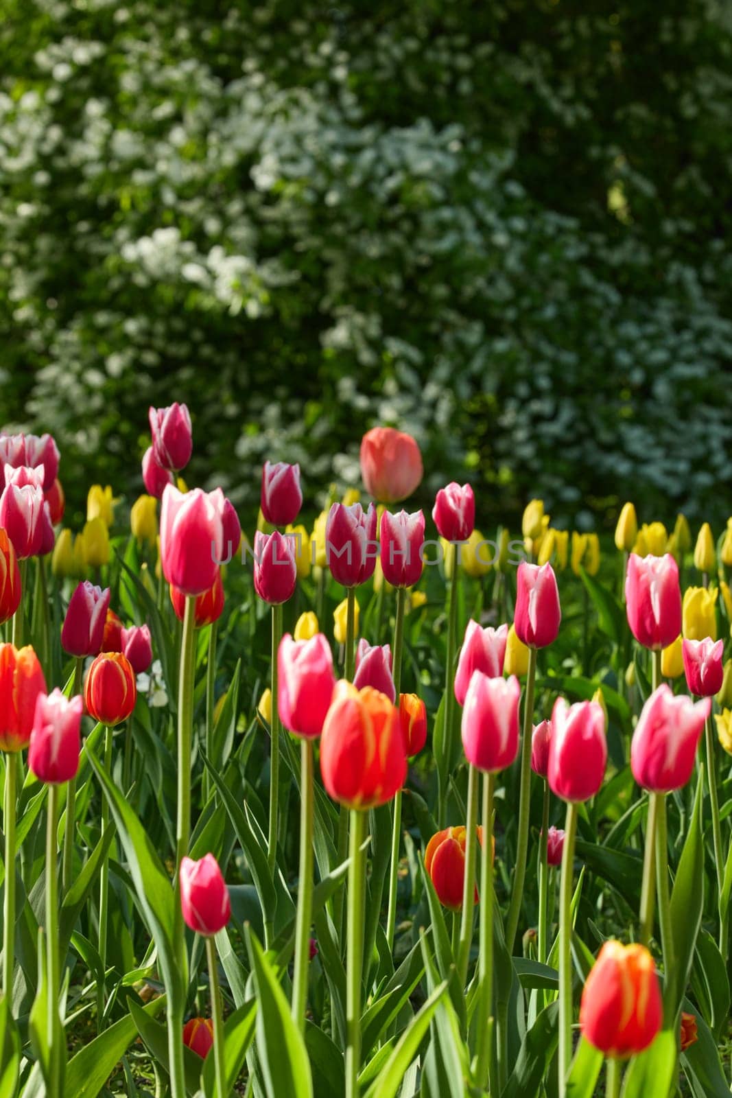 An idyllic garden scene showcasing bright red tulips illuminated by warm sunlight in St.Petersburg, Russia, conveying vibrancy, freshness, and natural beauty in a serene outdoor setting. High quality photo