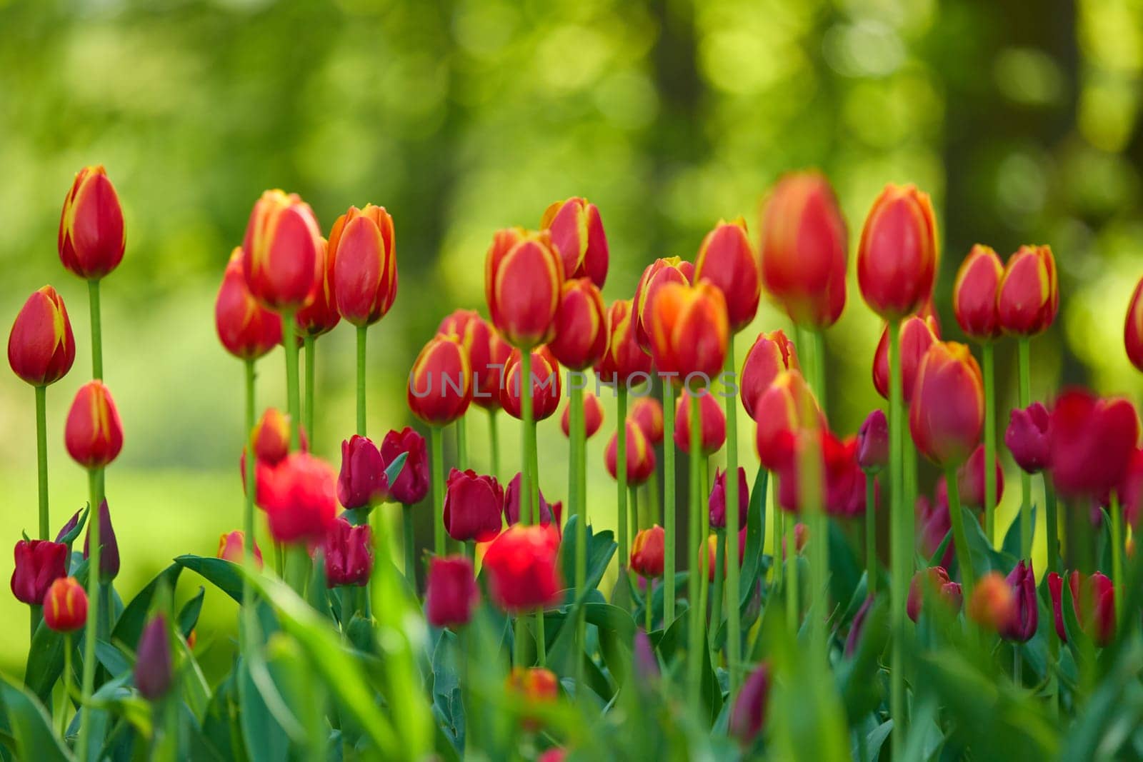 An idyllic garden scene showcasing bright red tulips illuminated by warm sunlight in St.Petersburg, Russia, conveying vibrancy, freshness, and natural beauty in a serene outdoor setting. High quality photo