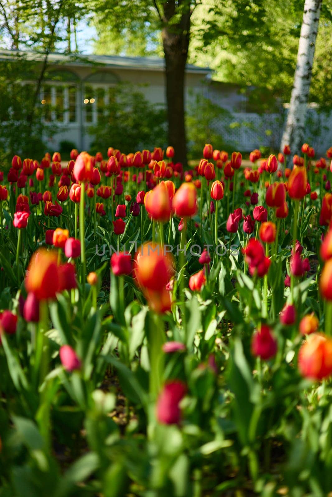 An idyllic garden scene showcasing bright red tulips illuminated by warm sunlight in St.Petersburg, Russia, conveying vibrancy, freshness, and natural beauty in a serene outdoor setting. High quality photo