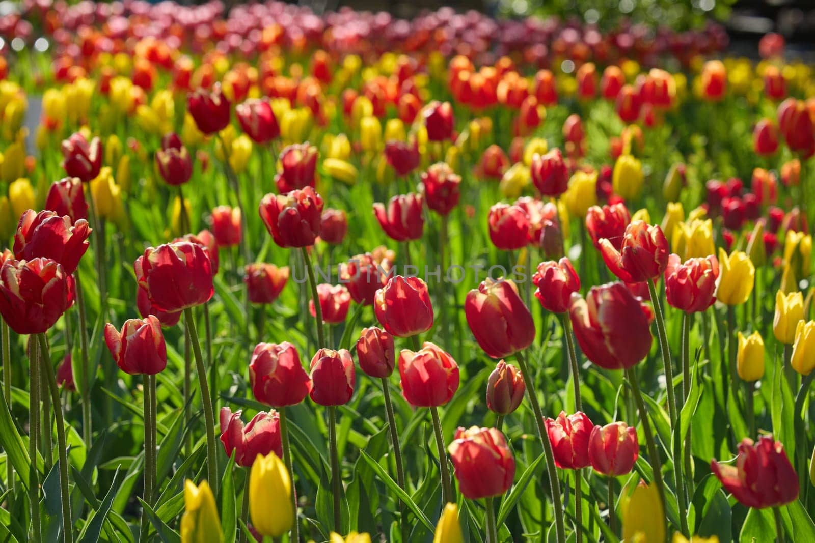 An idyllic garden scene showcasing bright red tulips illuminated by warm sunlight in St.Petersburg, Russia, conveying vibrancy, freshness, and natural beauty in a serene outdoor setting. High quality photo