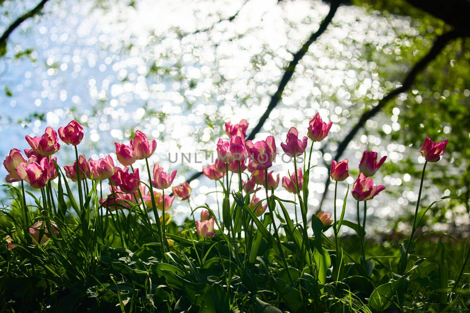 An idyllic garden scene showcasing bright pink tulips illuminated by warm sunlight in St.Petersburg, Russia, pond on background, conveying vibrancy, freshness, sun reflections on water surface. High quality photo