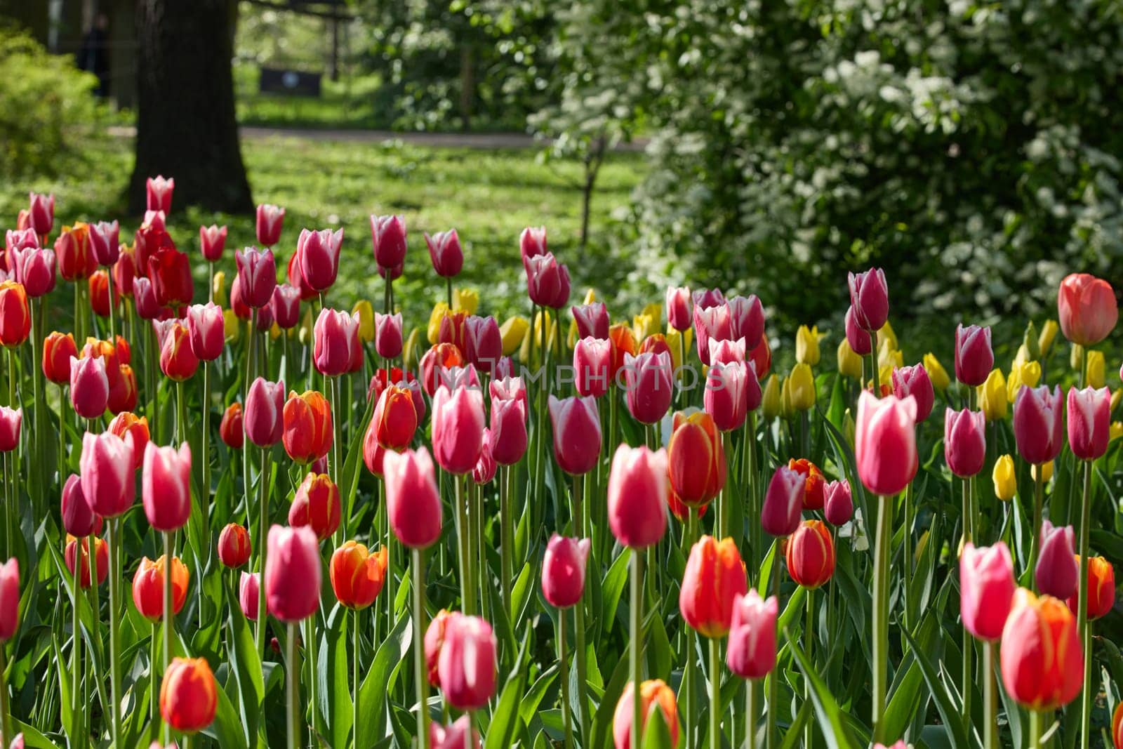 An idyllic garden scene showcasing bright red tulips illuminated by warm sunlight in St.Petersburg, Russia, conveying vibrancy, freshness, and natural beauty in a serene outdoor setting. High quality photo