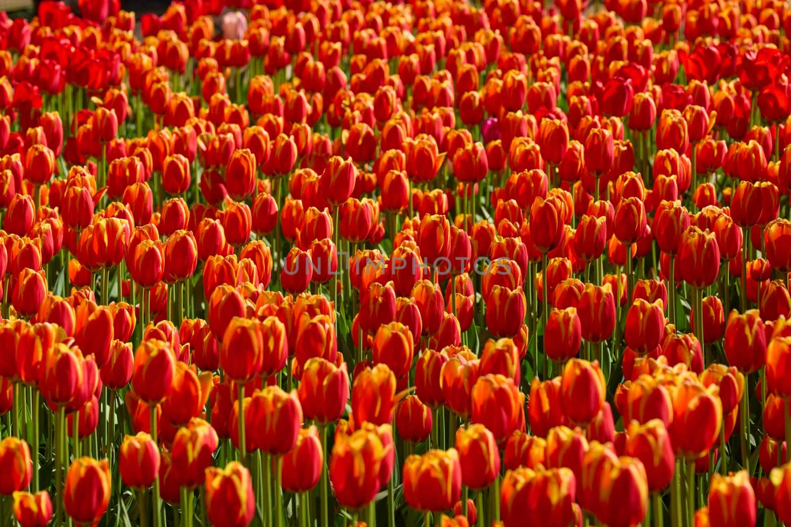 An idyllic garden scene showcasing bright red tulips illuminated by warm sunlight in St.Petersburg, Russia, conveying vibrancy, freshness, and natural beauty in a serene outdoor setting. High quality photo