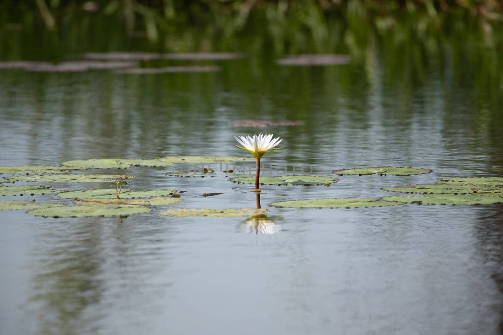 Lotus flower (Lotus, Water-lily, Tropical water-lily or Nymphaea nouchali) white and purple color, Naturally beautiful flowers in the garden