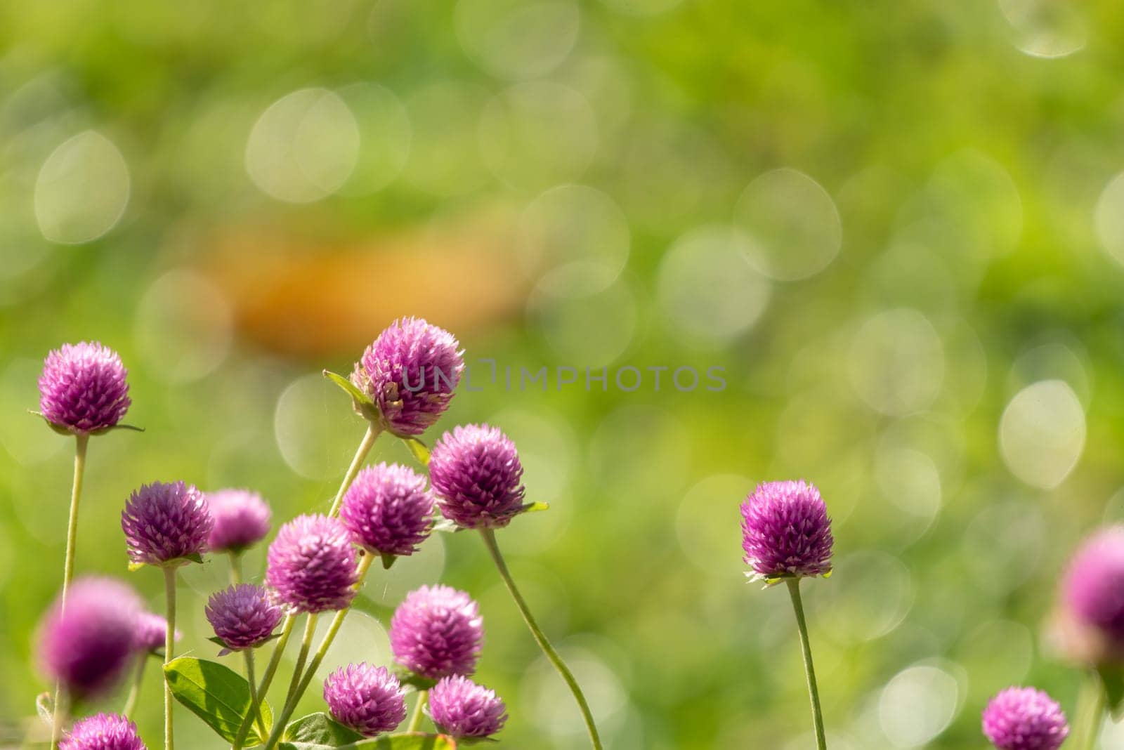 Flower (Globe Amaranth or Bachelor Button) purple or violet color Naturally beautiful flowers in the garden.