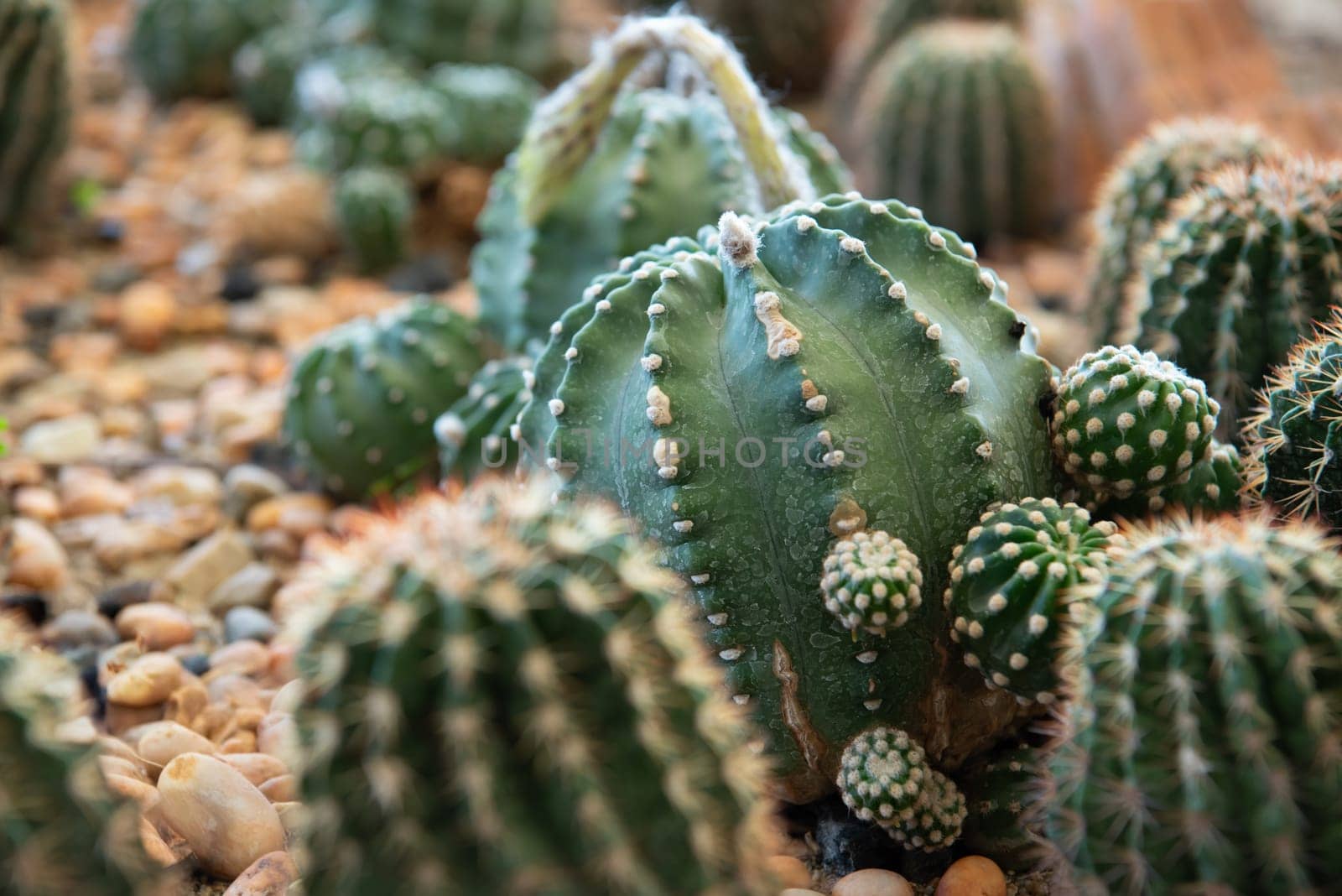 Cactus (Gymno ,Gymnocalycium) and Cactus flowers in cactus garden many size and colors popular use for decorative in house or flower shop