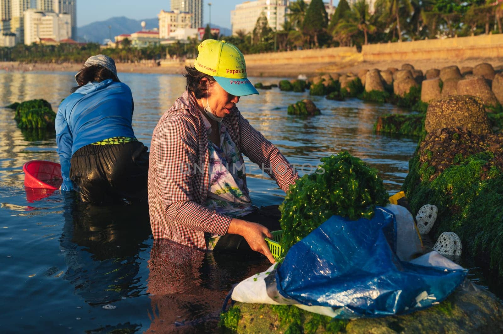 Asian Vietnamese women harvest seaweed in the sea at a beach with rocks in Asia. Nha Trang, Vietnam - April 21, 2025
