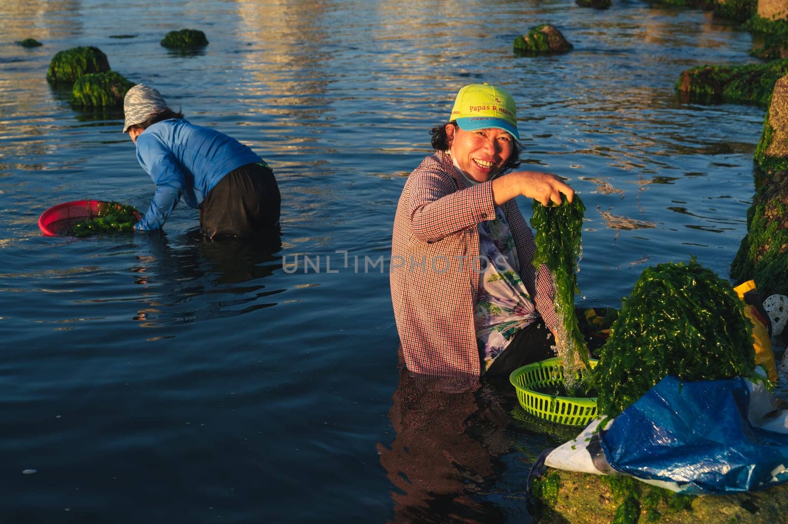 Asian women harvest seaweed algae in sea at a beach in Asia. Nha Trang, Vietnam - April 21, 2025