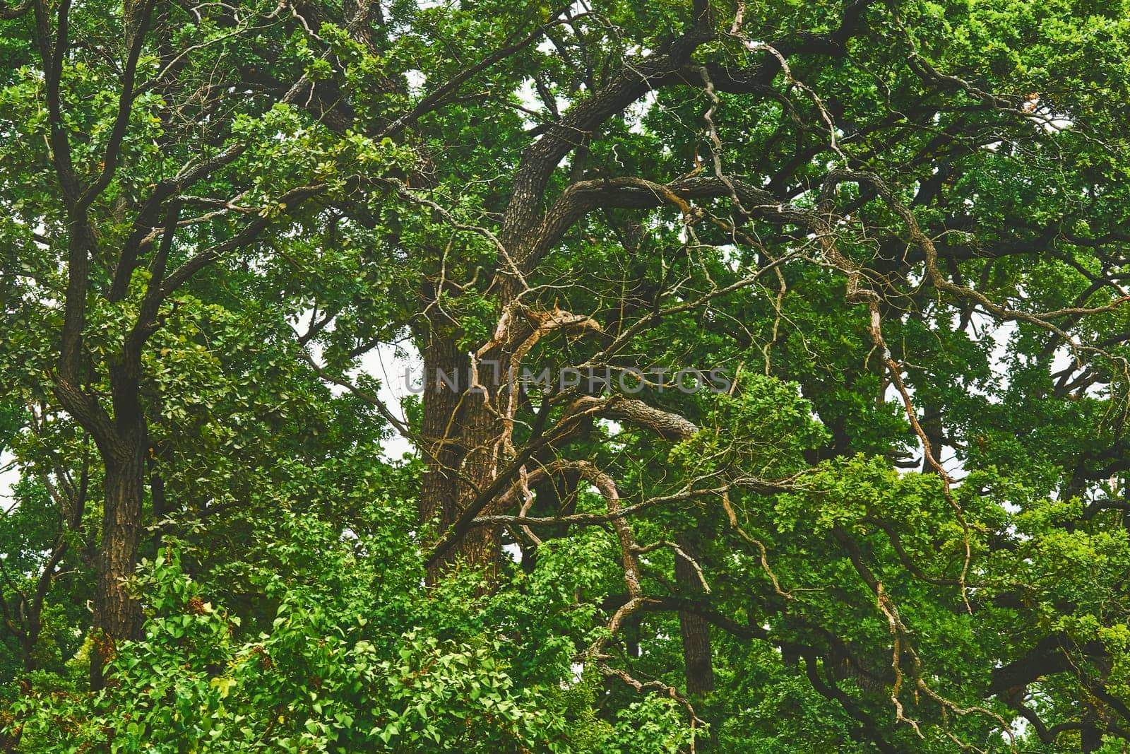 a tree that bears acorns as fruit, and typically has lobed deciduous leaves.