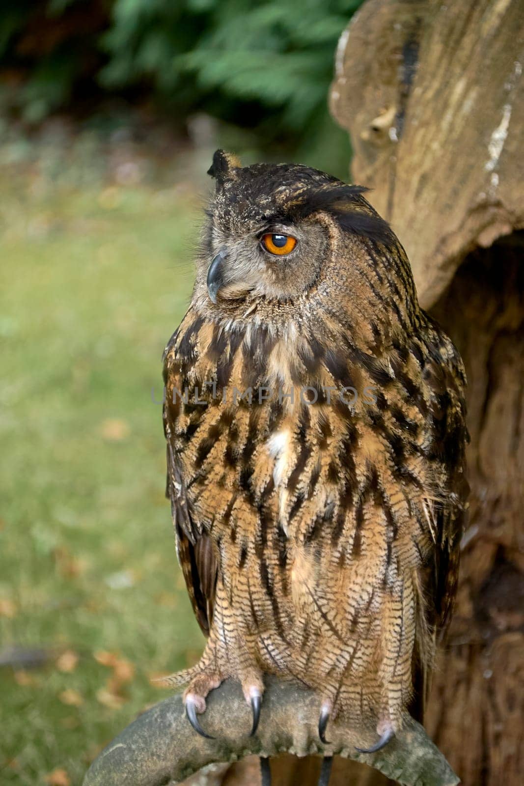 An owl perched on a perch waiting for game.Head, ring, tranquillity, eyes, beaks, fur, feathers, texture, out-of-focus background