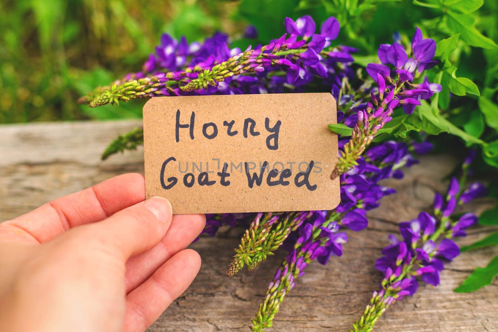 Horny goat wood extract alternative medicine. Selective Focus. nature.