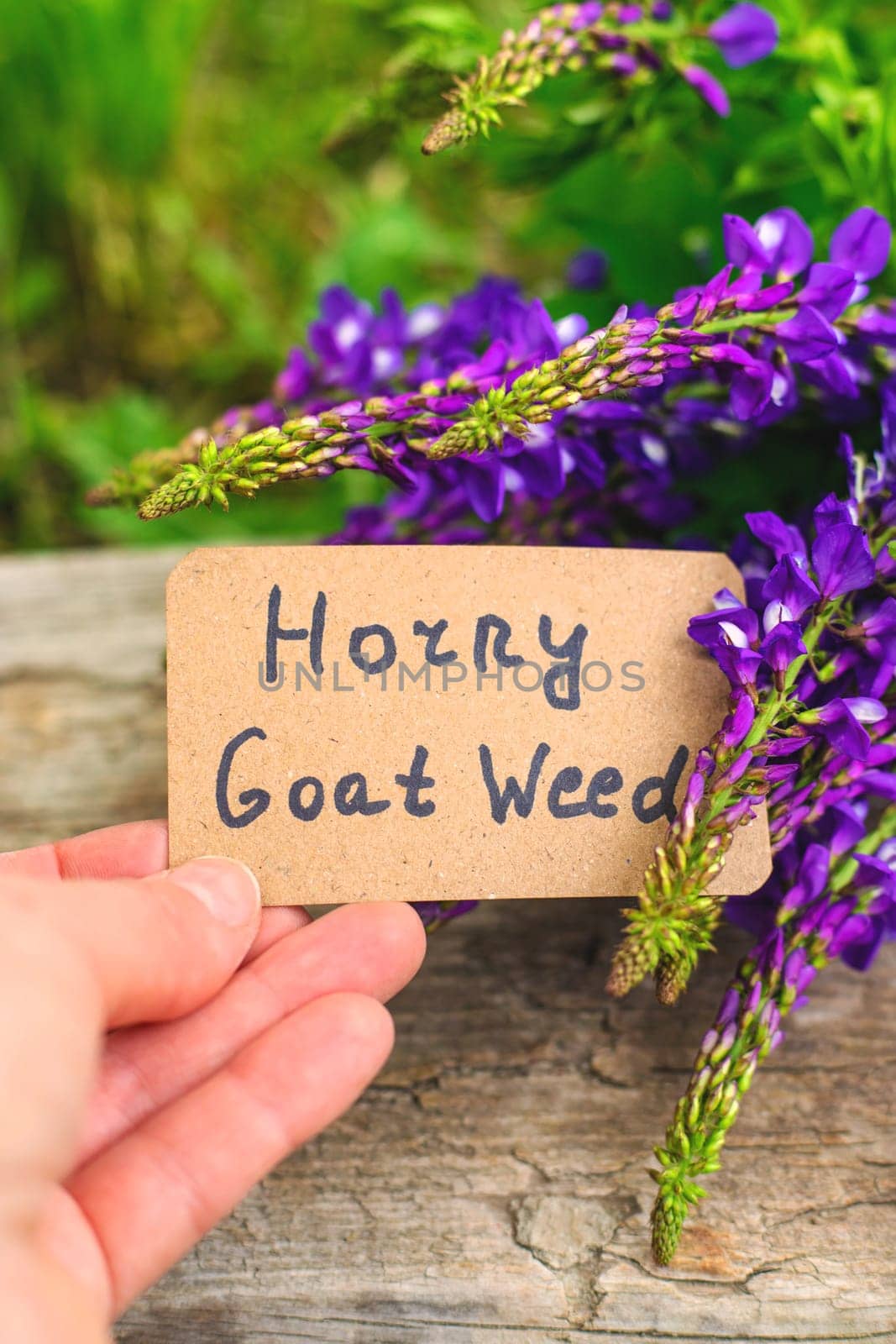 Horny goat wood extract alternative medicine. Selective Focus. nature.