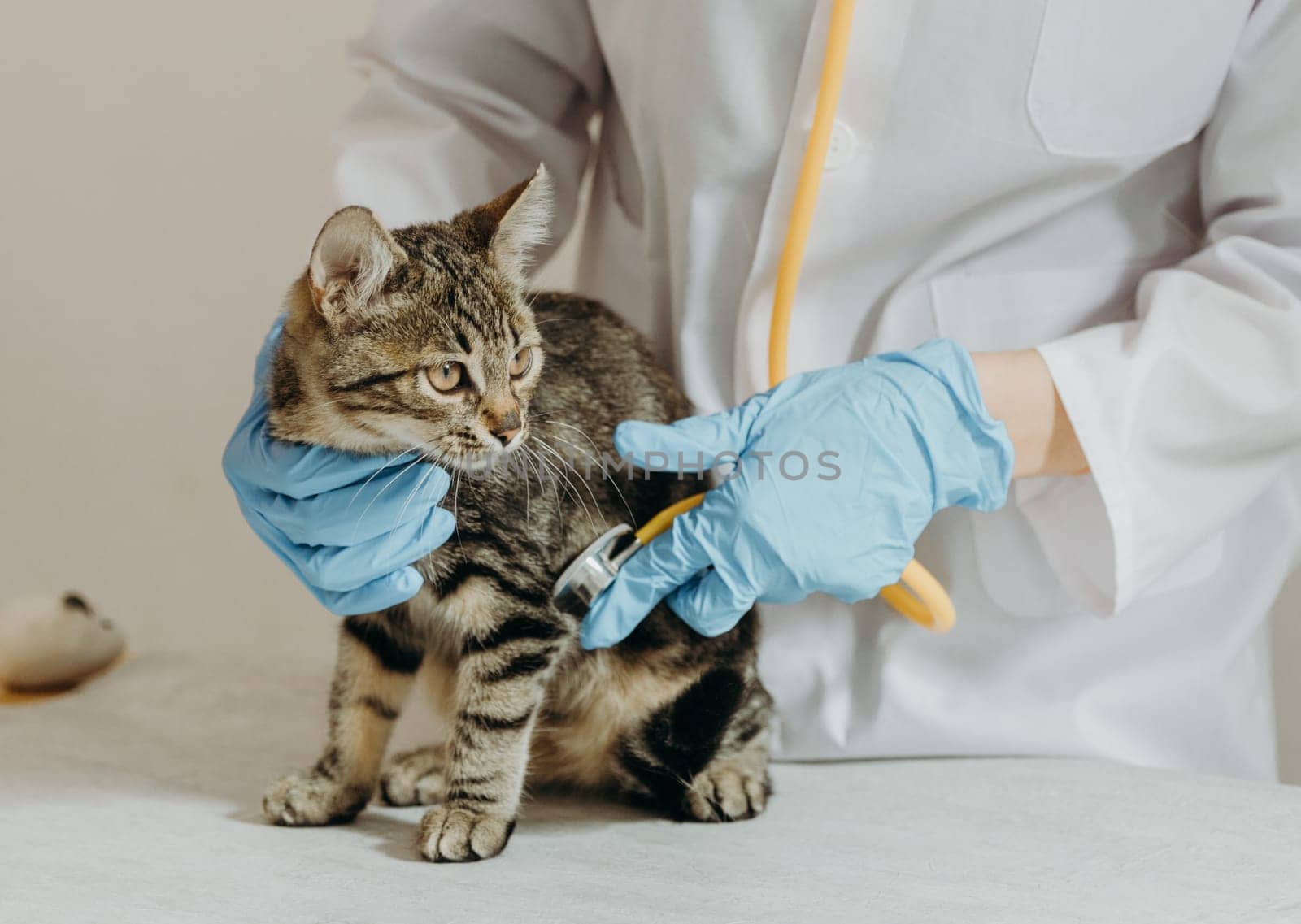 One young Caucasian girl veterinarian in a white coat and blue gloves listens with a yellow stethoscope to the heartbeat of a tricolor kitten, who sits quietly and looks to the side on a table in a home office during the day, side view very close-up. Concept of going to the veterinarian, pet care, healthy image pets life