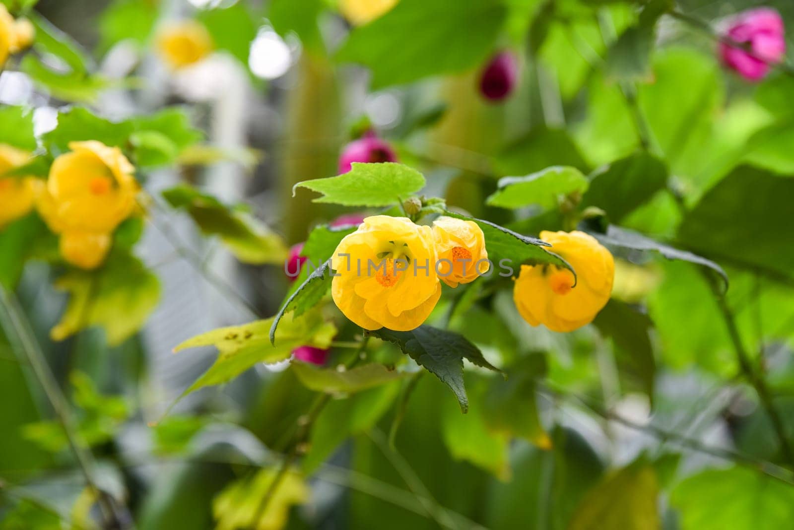 Bright yellow Abutilon Lucky Lantern Yellow flowers, also called Flowering Maple or Chinese Lantern, blooming in sunlight. Malvaceae family plant.