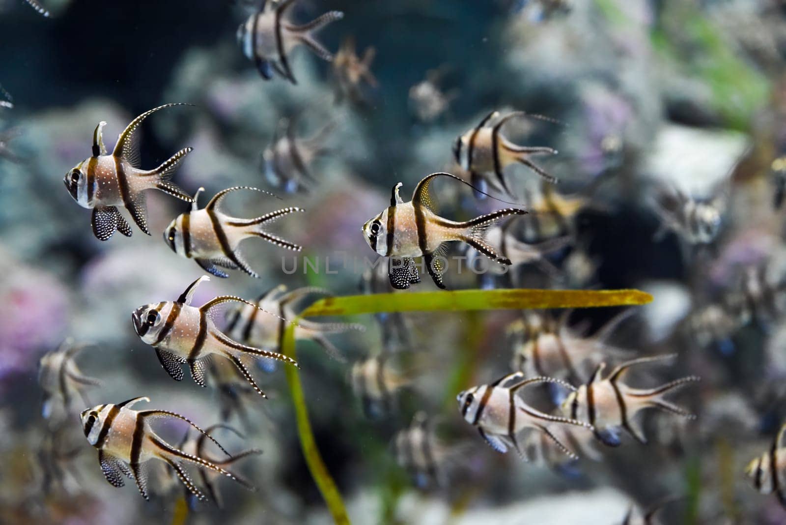 Several Banggai cardinalfish with striped silver bodies and long black fins swim in a tropical aquarium in Singapore. Close view of the peaceful species.