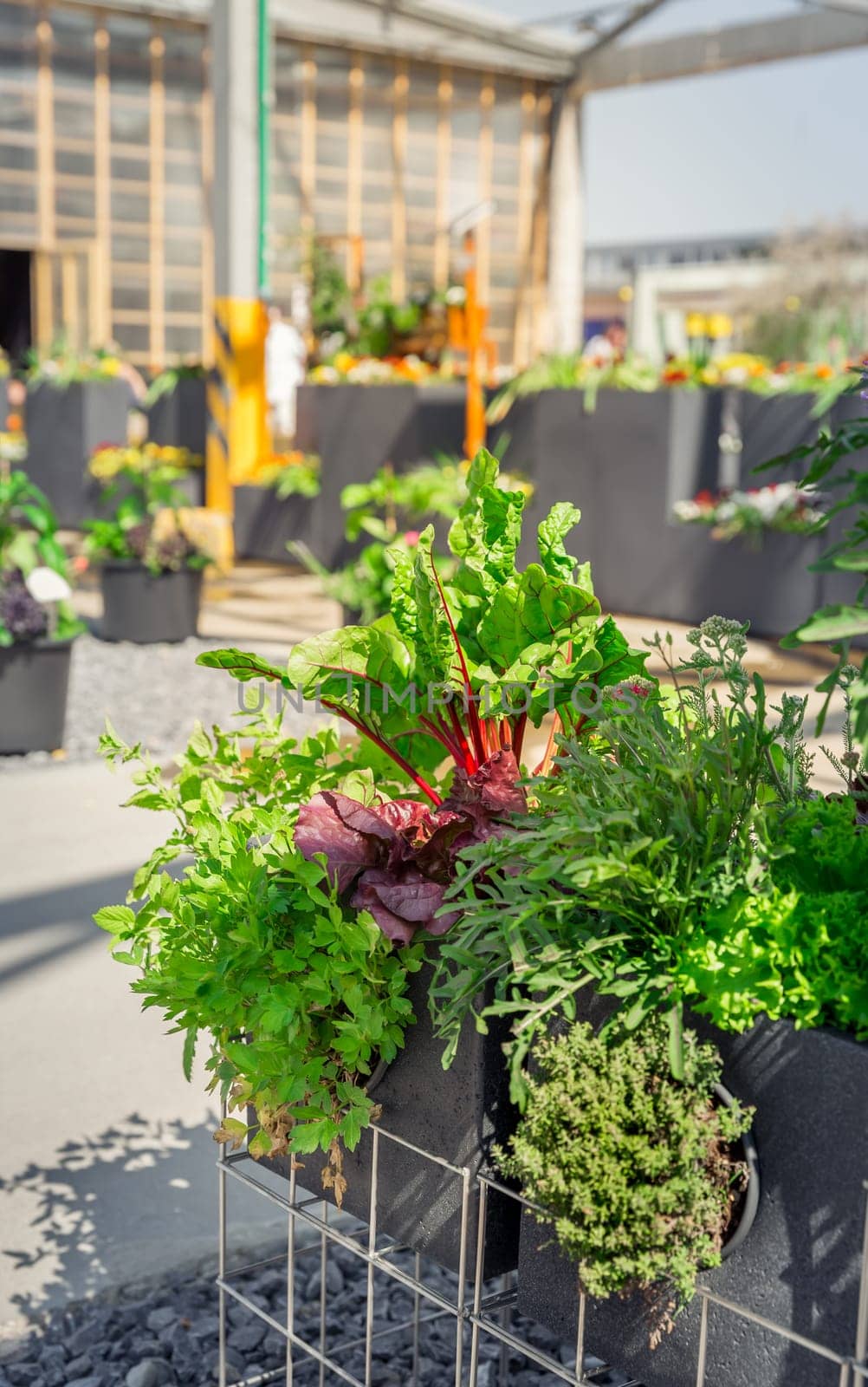 Cultivating vegetable and herbs in raised big pots in patio or terrace