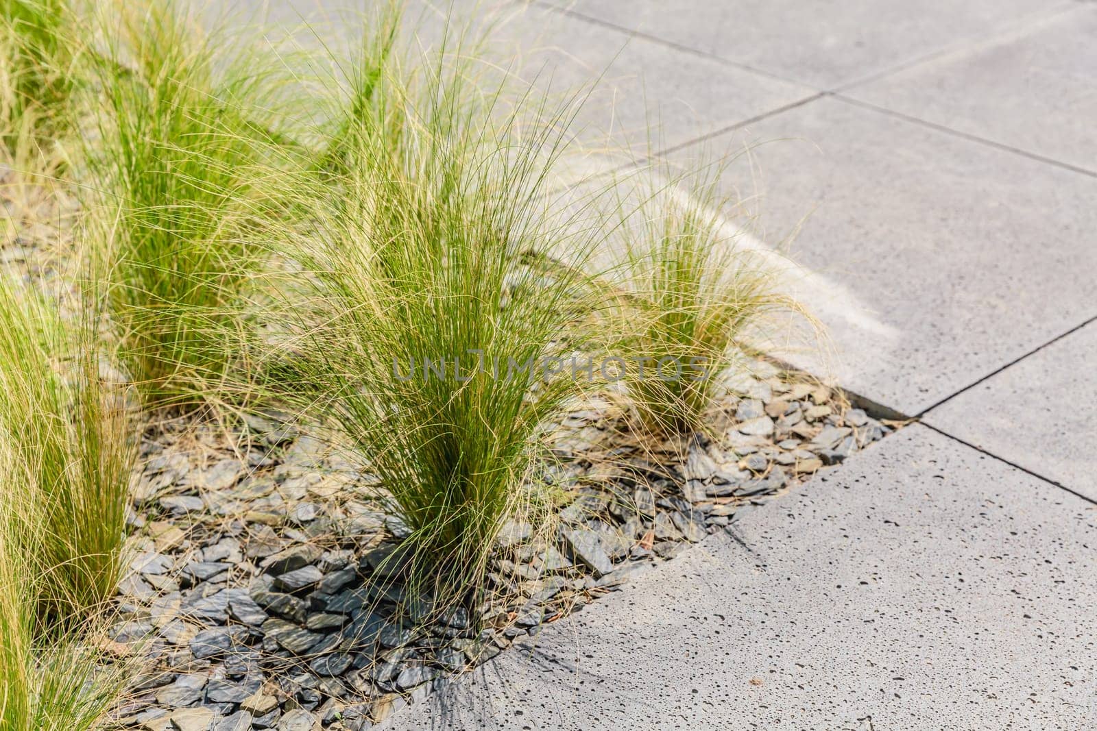 Detail of ornamental grasses in small urban garden, patio or terrace
