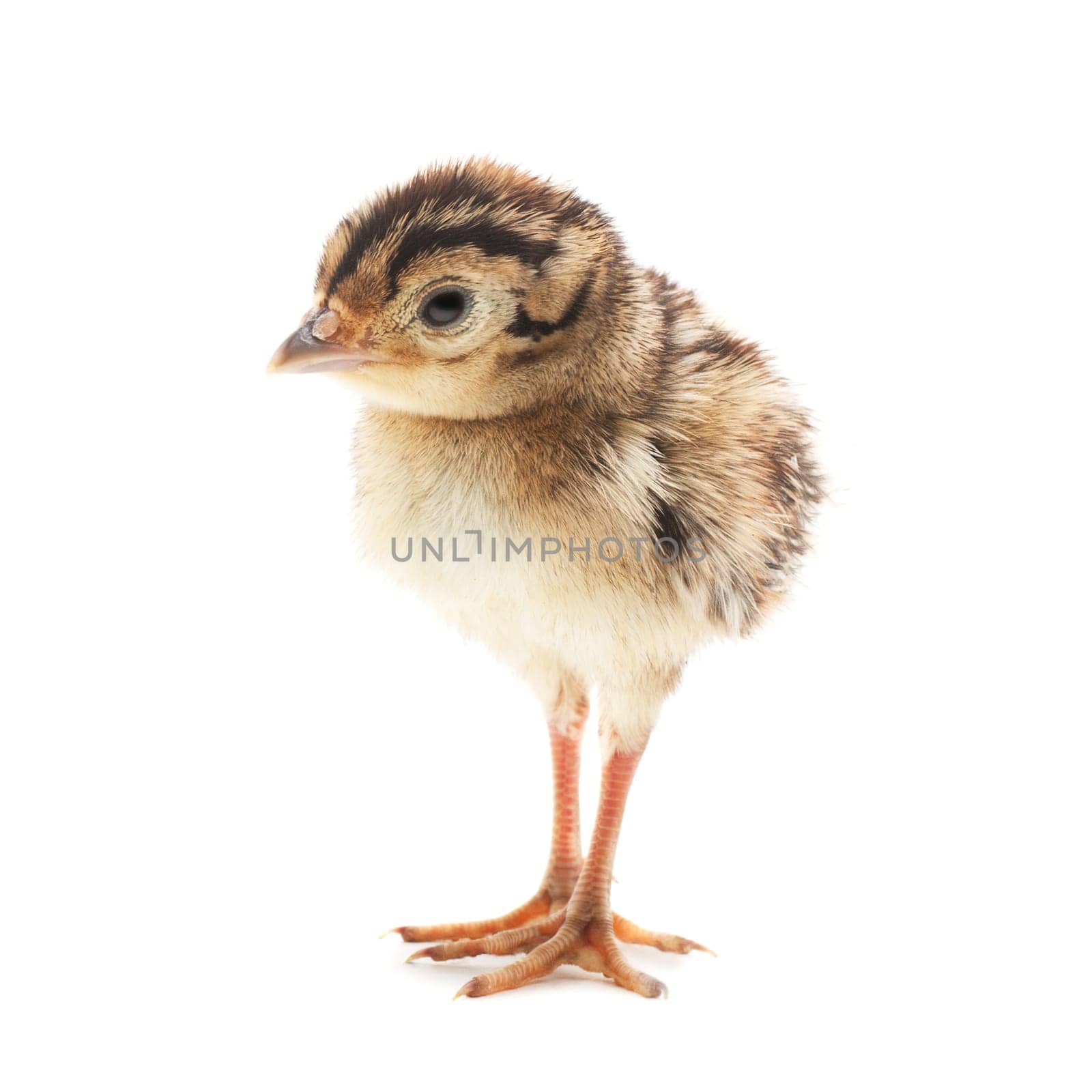 Small funny chick pheasant, isolated on white background