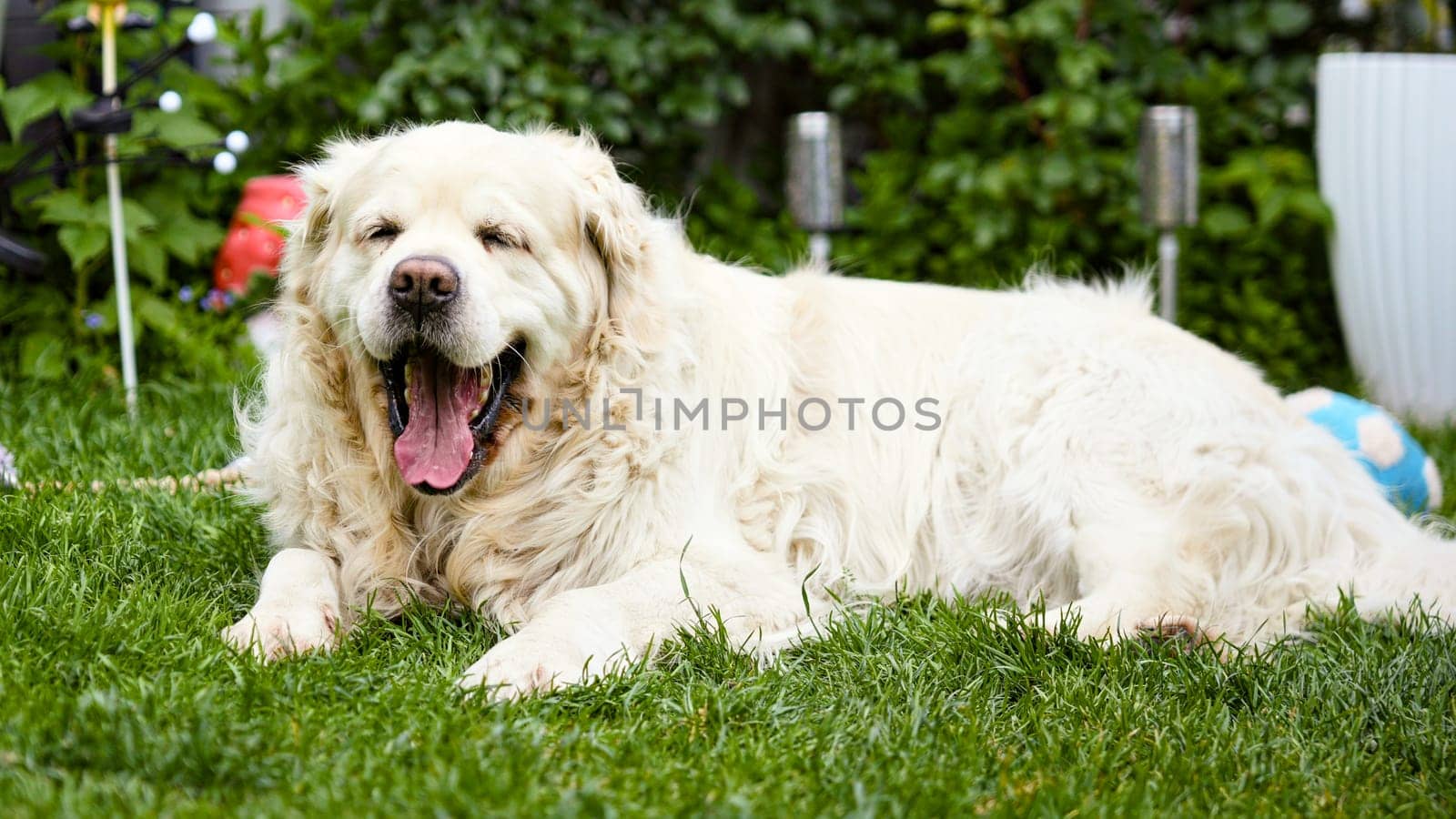 Fluffy golden retriever dog yawning while resting on green grass in backyard garden on a sunny day