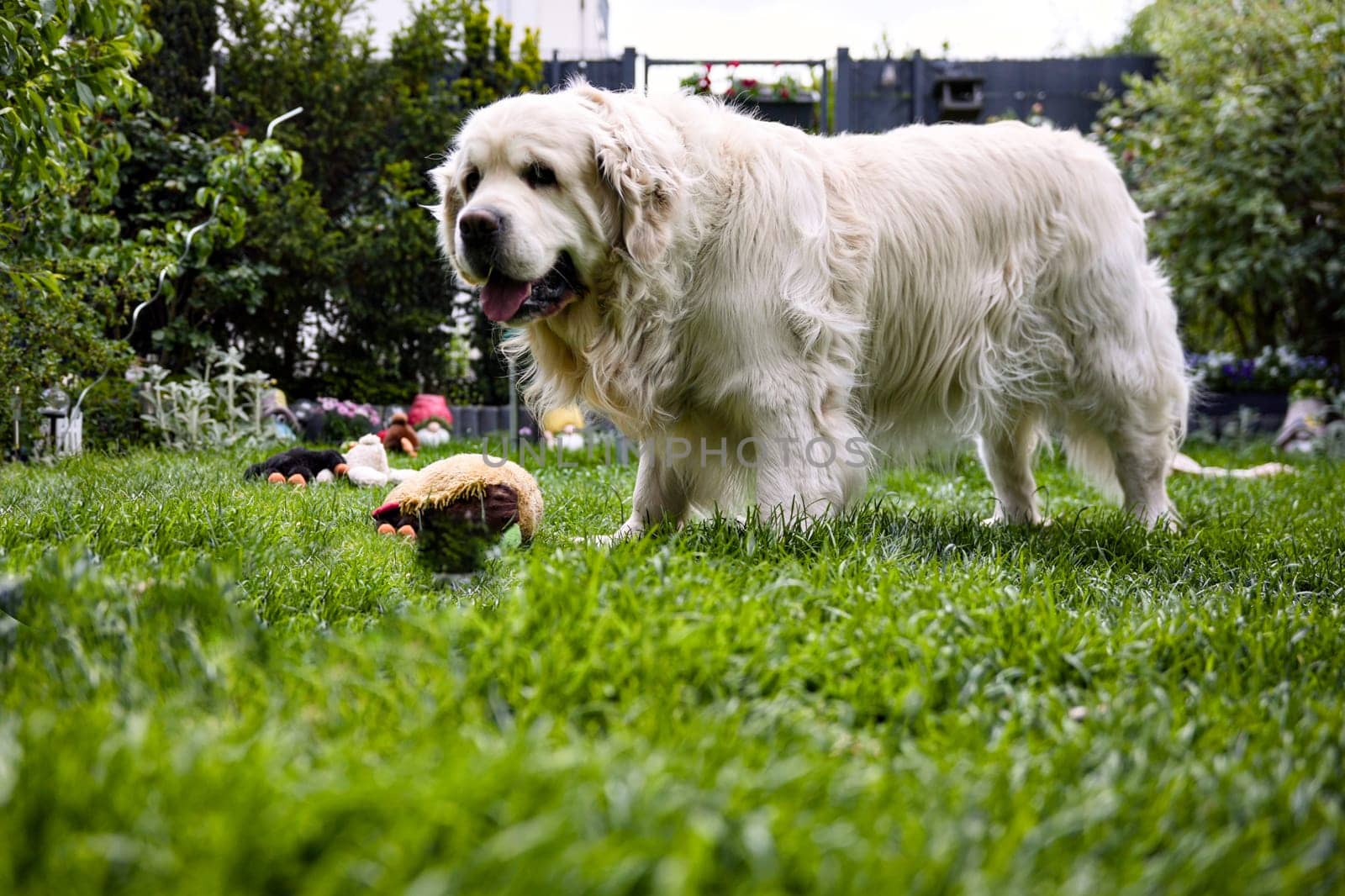 Side view of fluffy golden retriever standing on green grass in home garden surrounded by plush toys with trees and plants in background