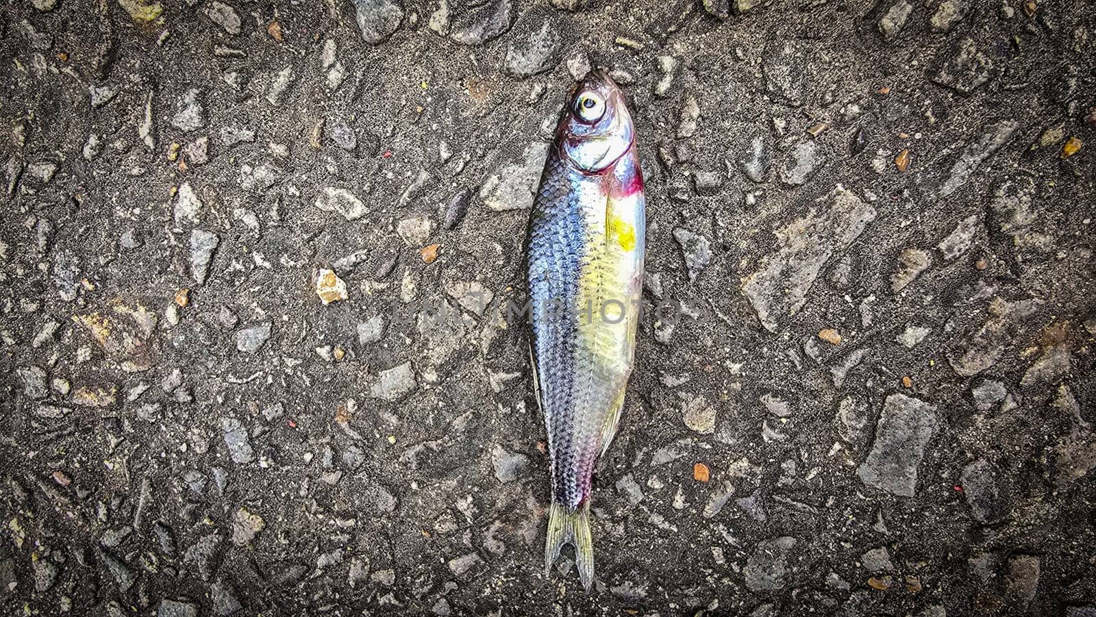 Detailed view of a fish lying on dark asphalt, showcasing its scales and a textured road highlighting contrast. Ideal for concepts like nature, urban, impact, and aquatic themes.