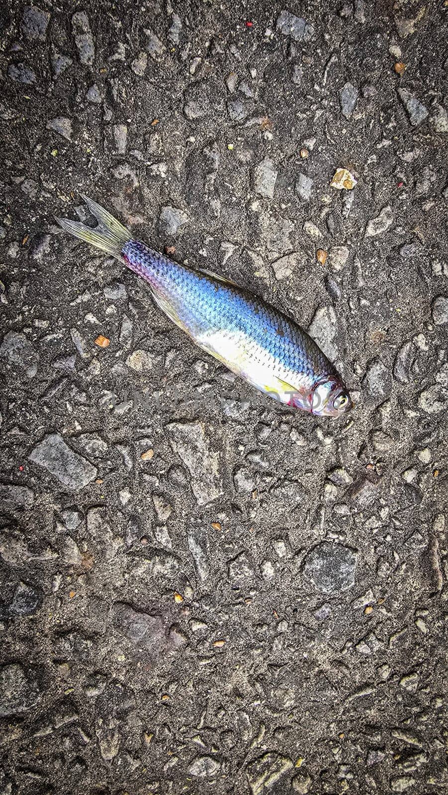 Detailed view of a fish lying on dark asphalt, showcasing its scales and a textured road highlighting contrast. Ideal for concepts like nature, urban, impact, and aquatic themes.