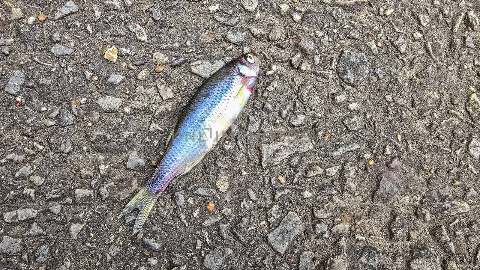 Detailed view of a fish lying on dark asphalt, showcasing its scales and a textured road highlighting contrast. Ideal for concepts like nature, urban, impact, and aquatic themes.