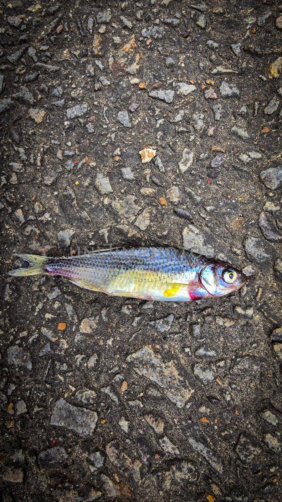 Detailed view of a fish lying on dark asphalt, showcasing its scales and a textured road highlighting contrast. Ideal for concepts like nature, urban, impact, and aquatic themes.