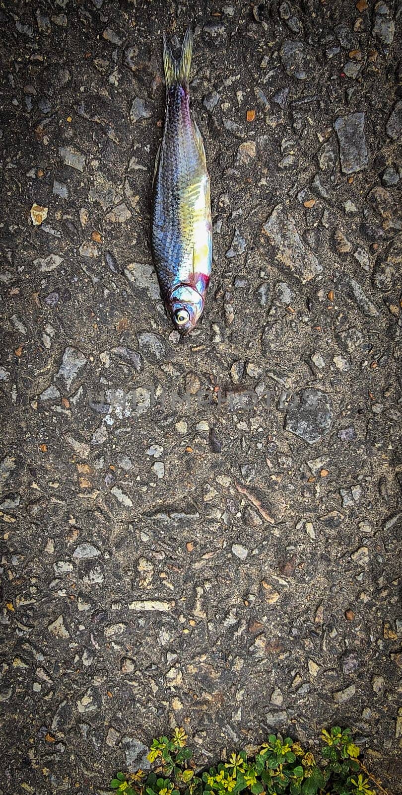 Detailed view of a fish lying on dark asphalt, showcasing its scales and a textured road highlighting contrast. Ideal for concepts like nature, urban, impact, and aquatic themes.