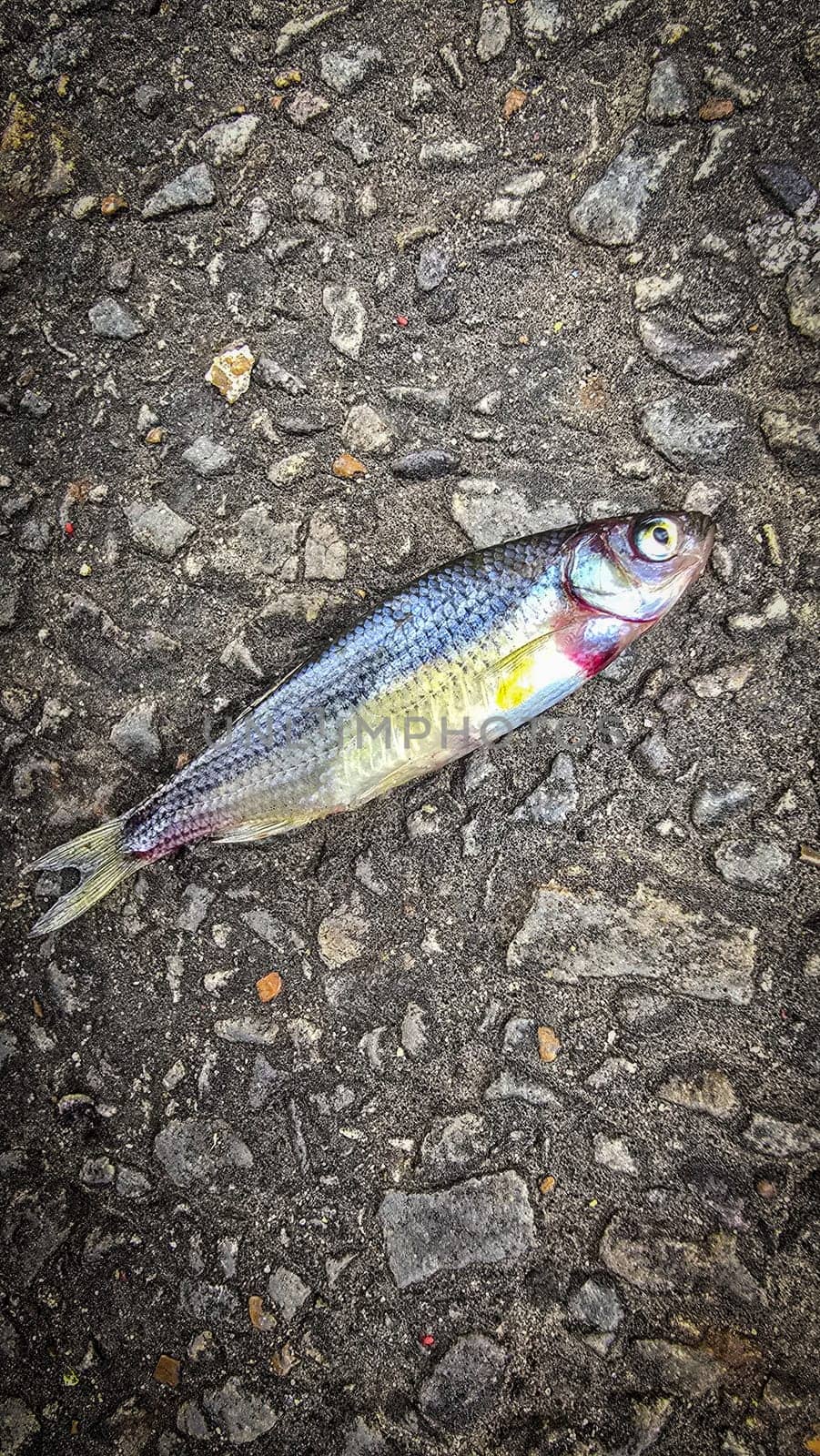 Detailed view of a fish lying on dark asphalt, showcasing its scales and a textured road highlighting contrast. Ideal for concepts like nature, urban, impact, and aquatic themes.