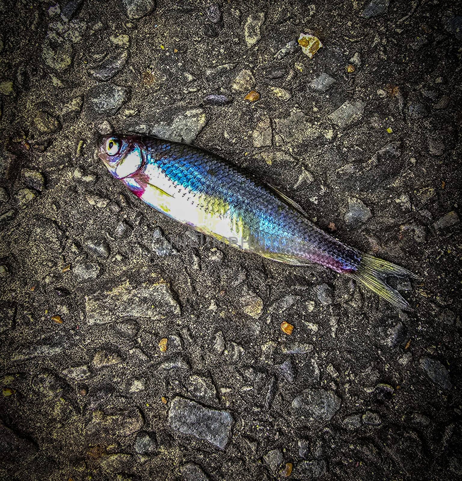 Detailed view of a fish lying on dark asphalt, showcasing its scales and a textured road highlighting contrast. Ideal for concepts like nature, urban, impact, and aquatic themes.