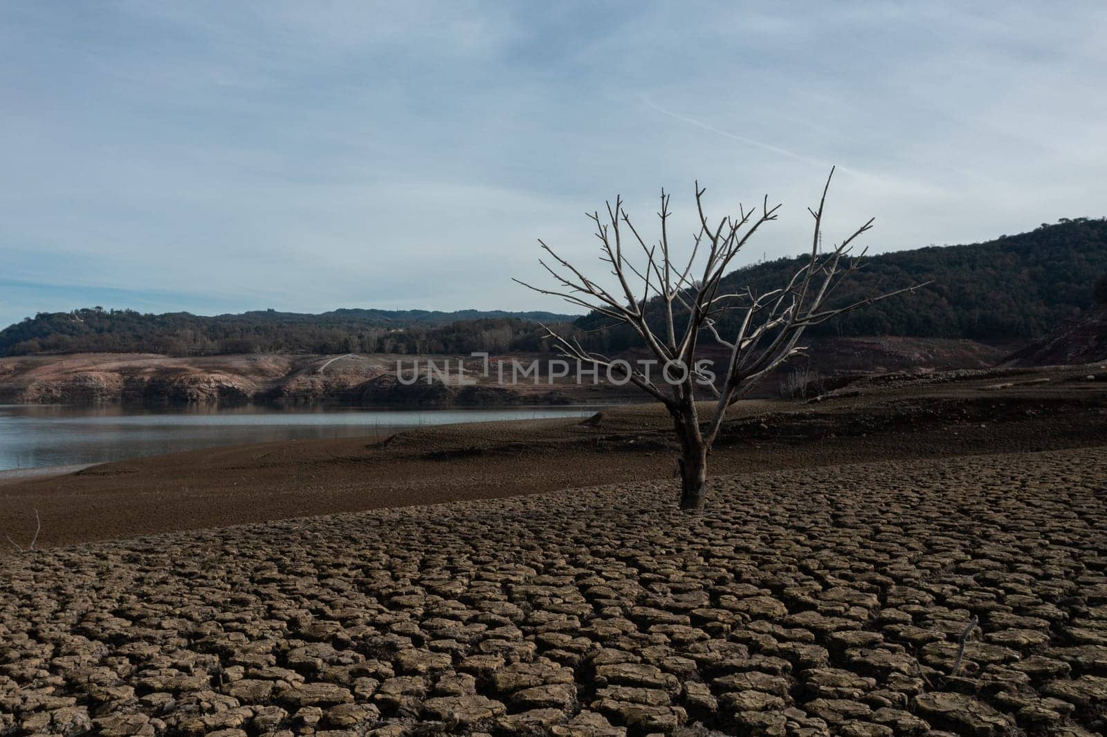 Dry tree with all the ground cracked in the Sau reservoir.