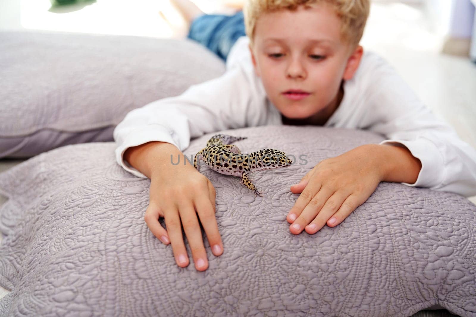 A young boy is captivated as he gently touches a leopard gecko resting on soft, plush pillows. The warm, inviting atmosphere of the room encourages curiosity and exploration.