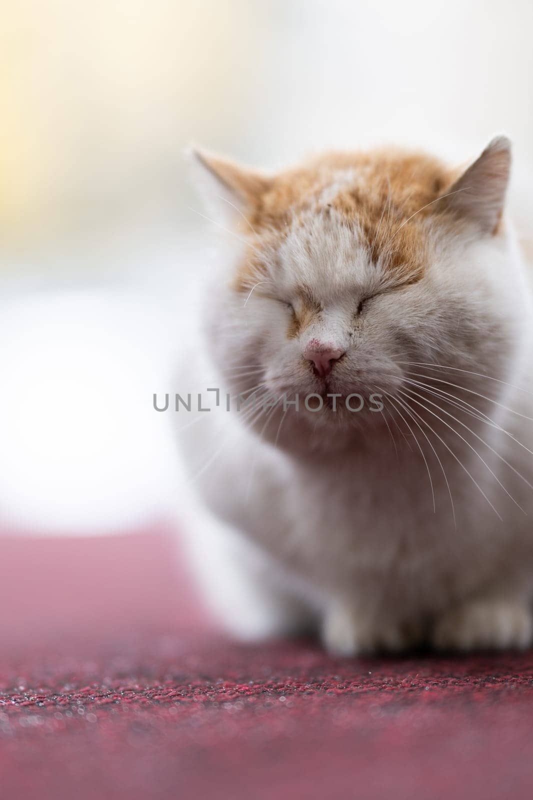 A chubby white and orange cat with closed eyes sitting on a red carpet, calm and content.