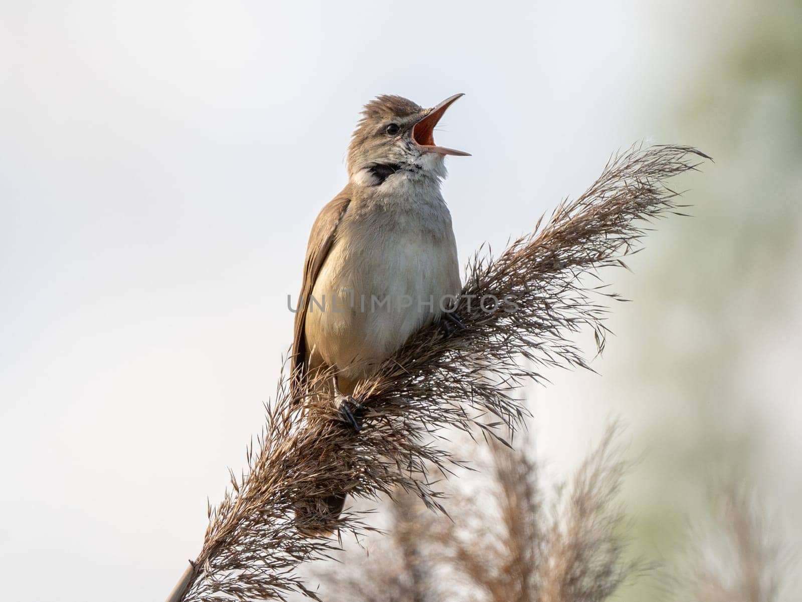 Great Reed Warbler Sings In The Reeds