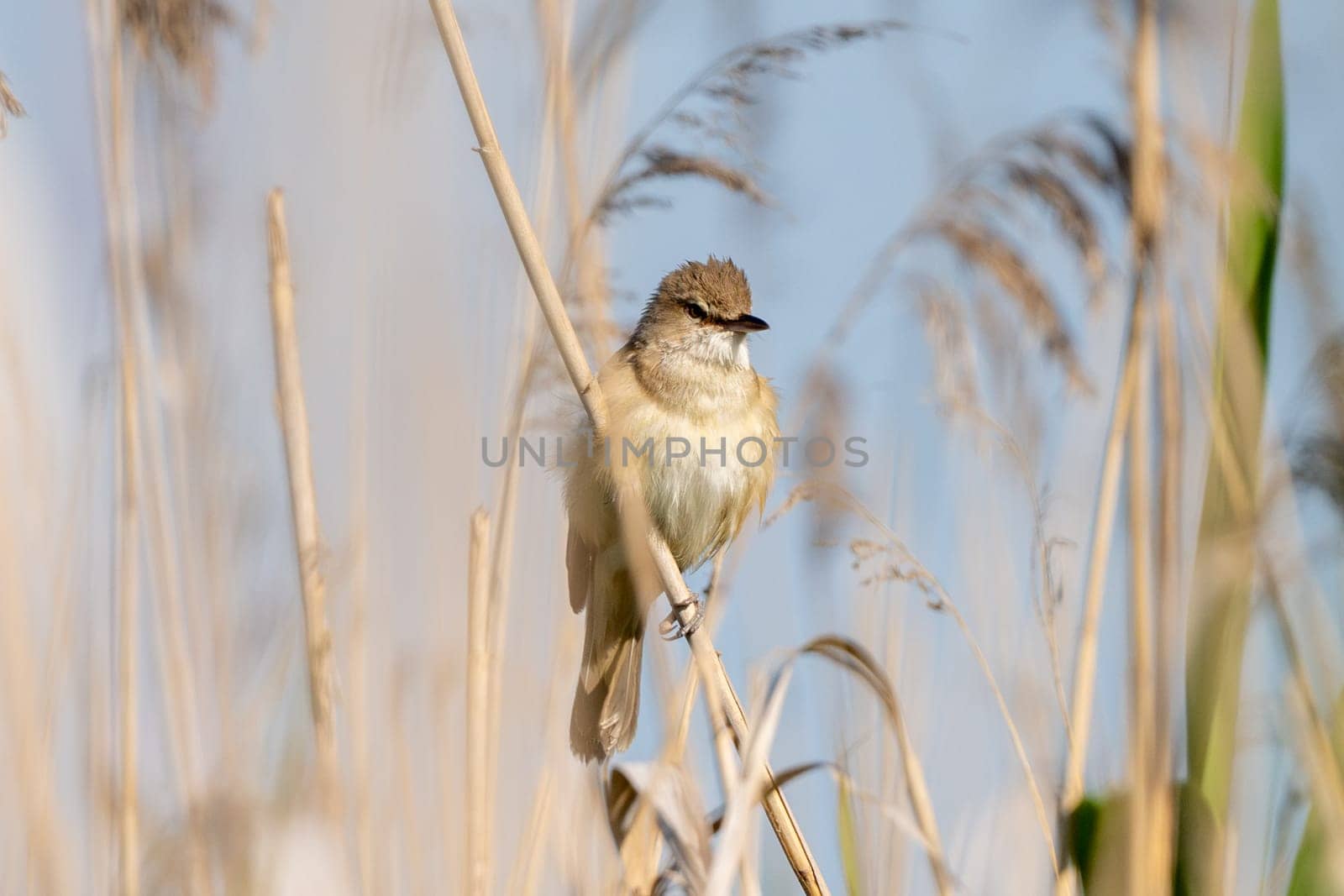 Great Reed Warbler Sings In The Reeds