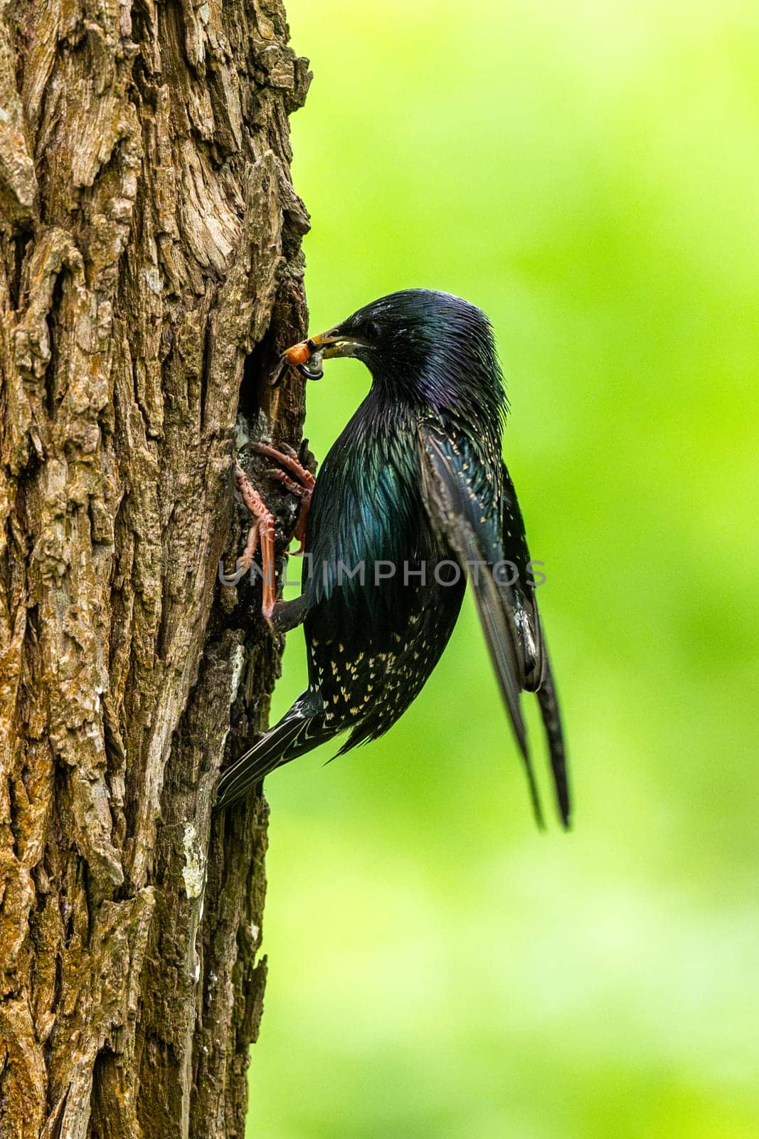 European Starling Feeds Chicks In A Tree Hollow