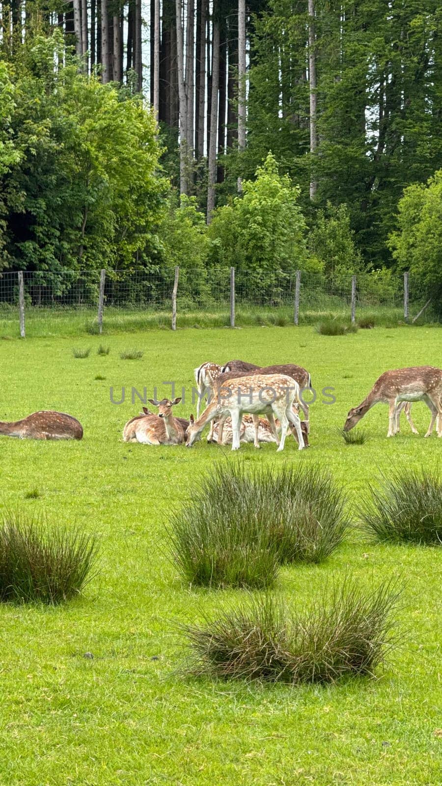 Fallow Deer Relaxing in a Lush Field with Forest Background. A serene group of fallow deer are resting and grazing on a lush meadow. Trees and wooden fences add a natural, tranquil background to this peaceful countryside scene.