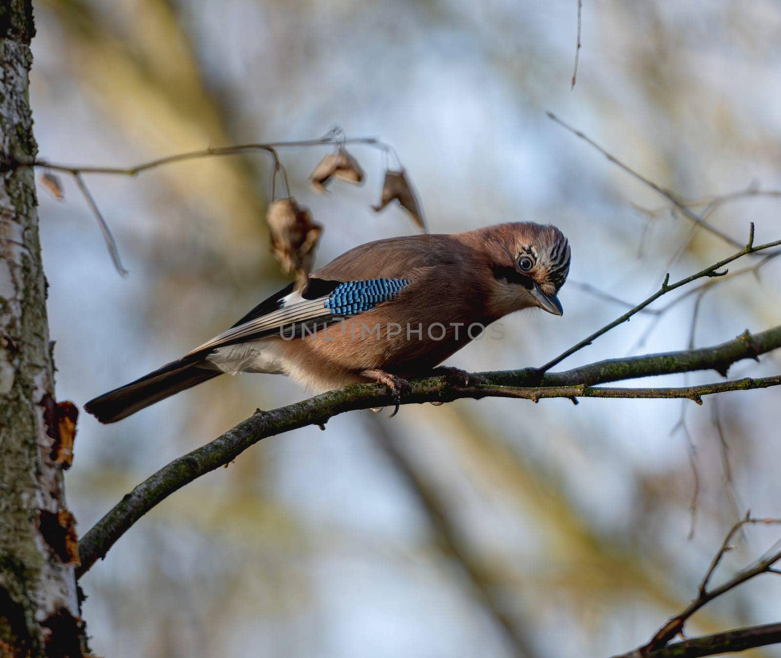 Jay Sitting Birch Tree Provides Serene Scenery
