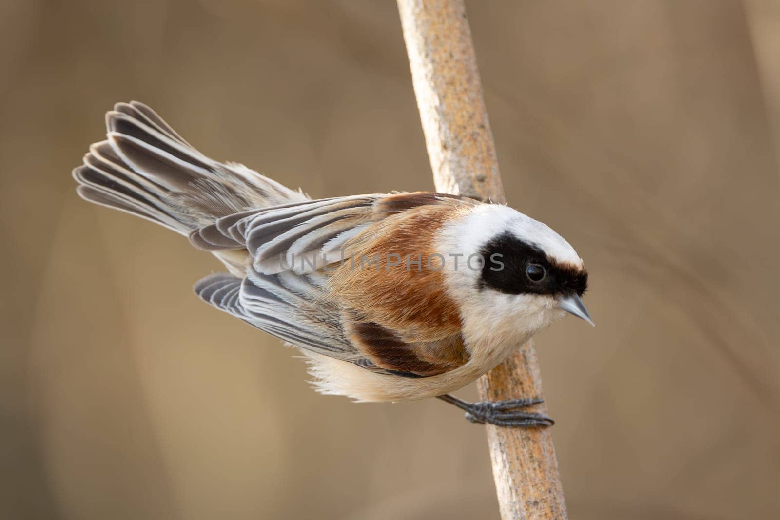 Remiz Bird Perched On Branch With Blurred Background
