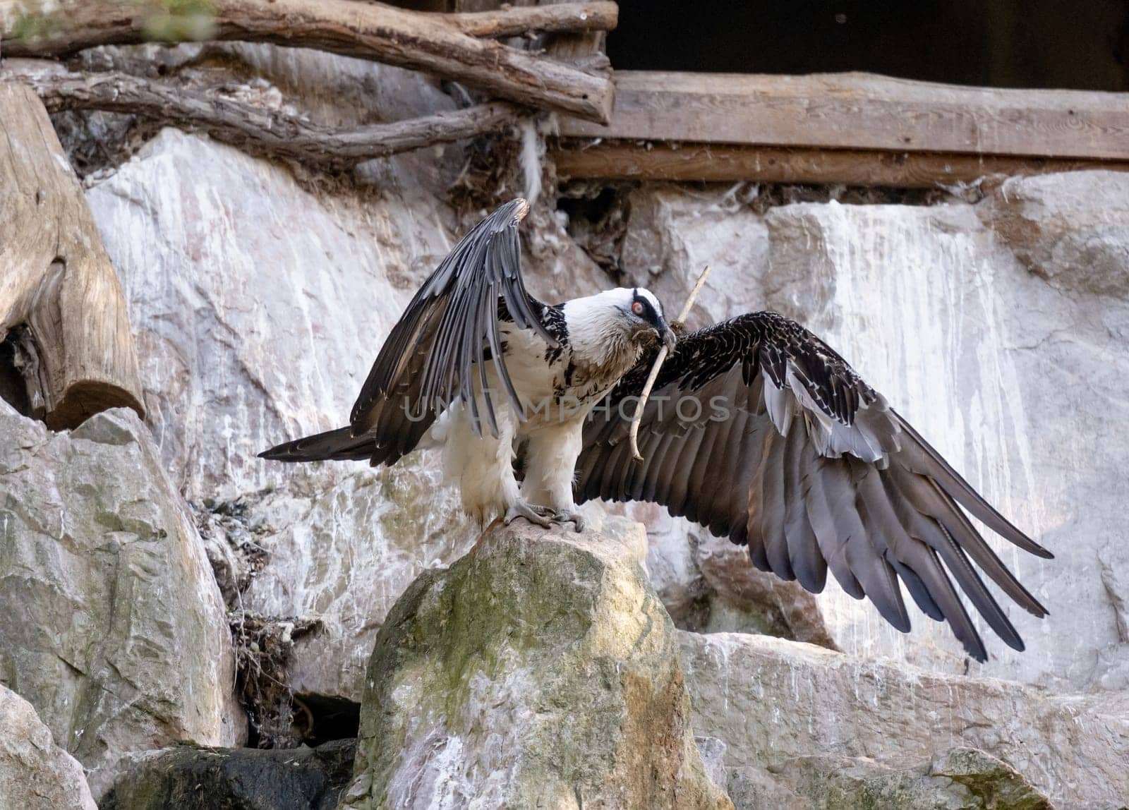 Bearded Vulture Is A Bird Of Prey In Zoo