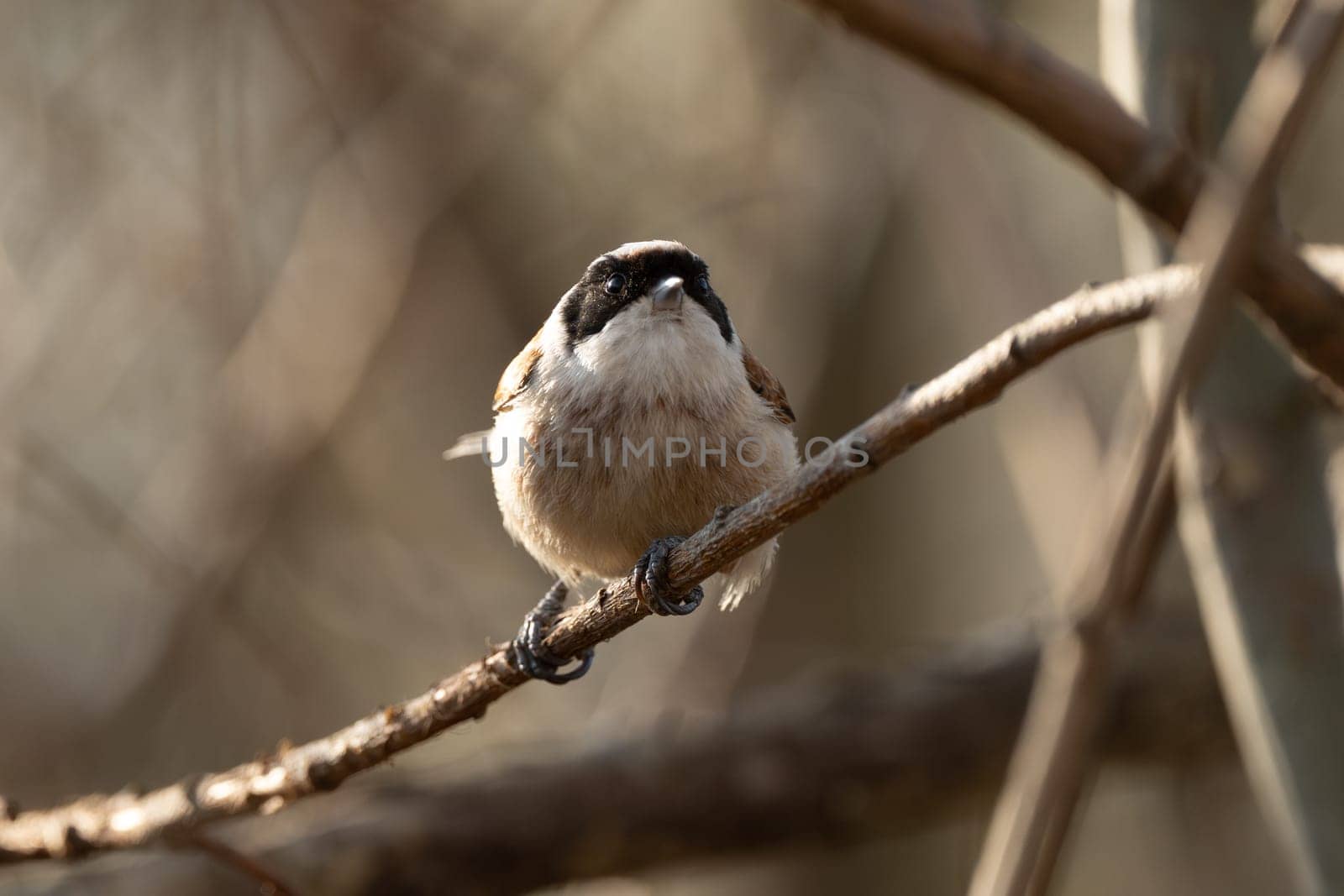 Eurasian Penduline Tit Bird On A Branch